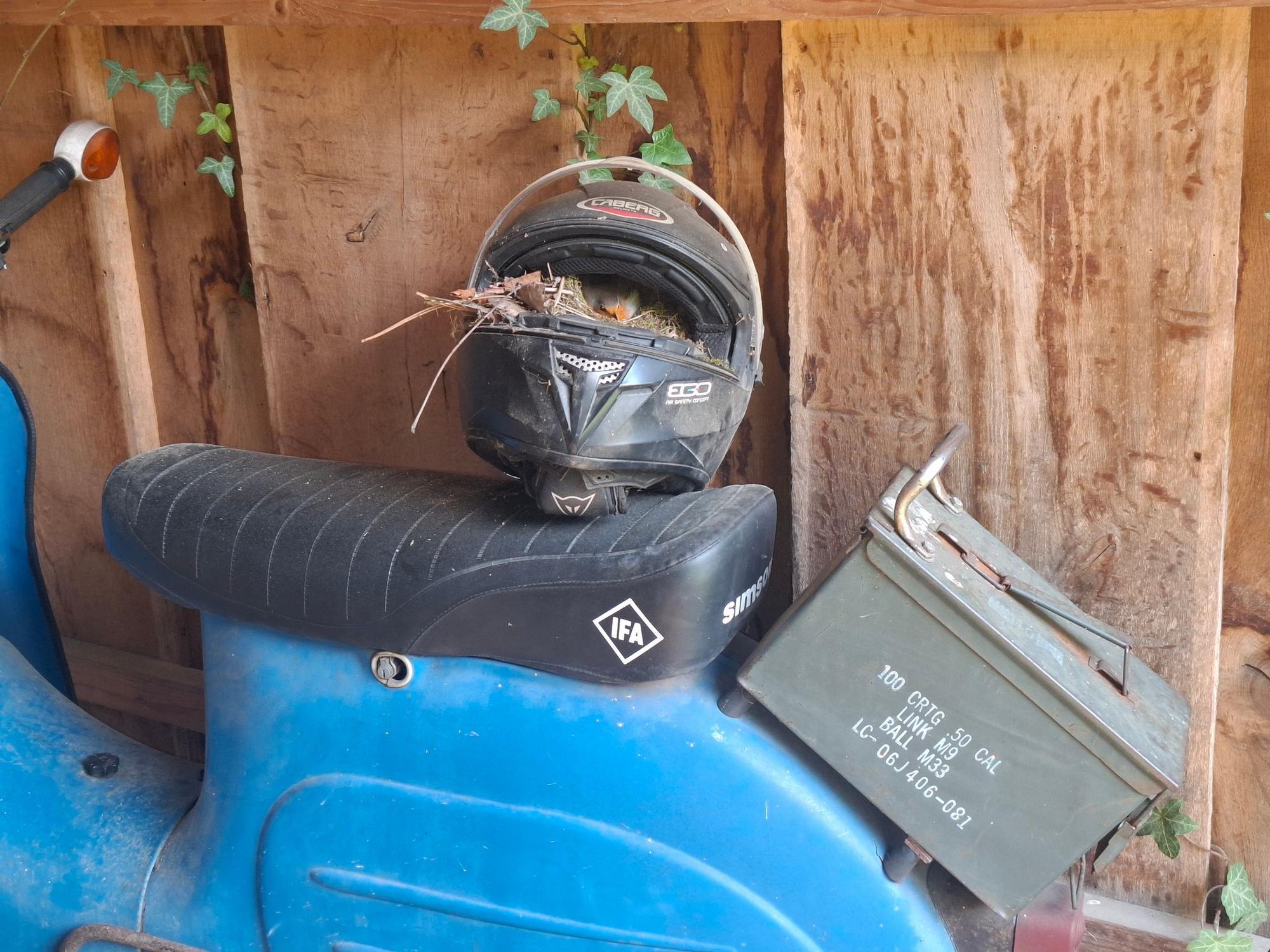 Rotkehlchen brütet in Motorradhelm