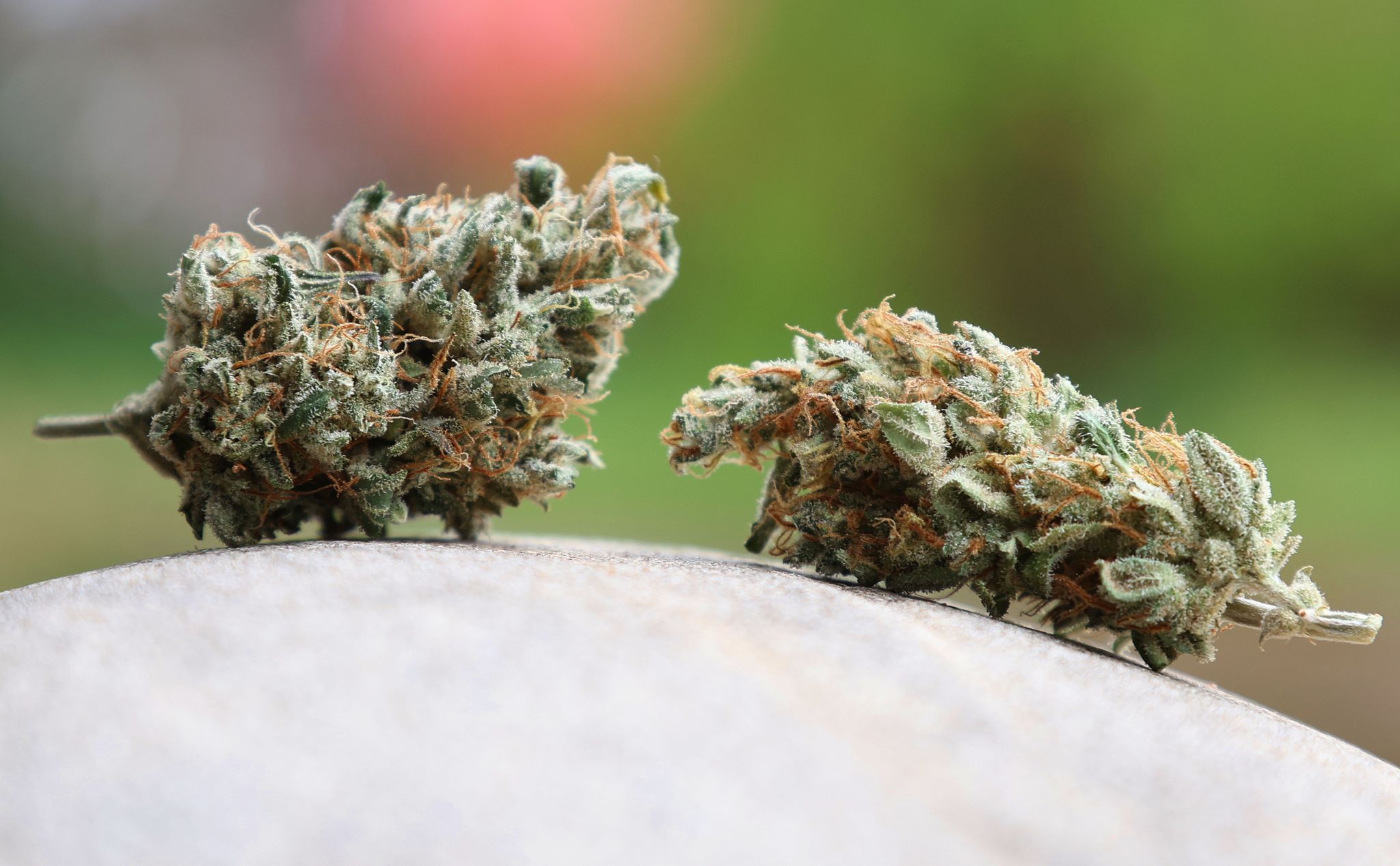 Cannabis