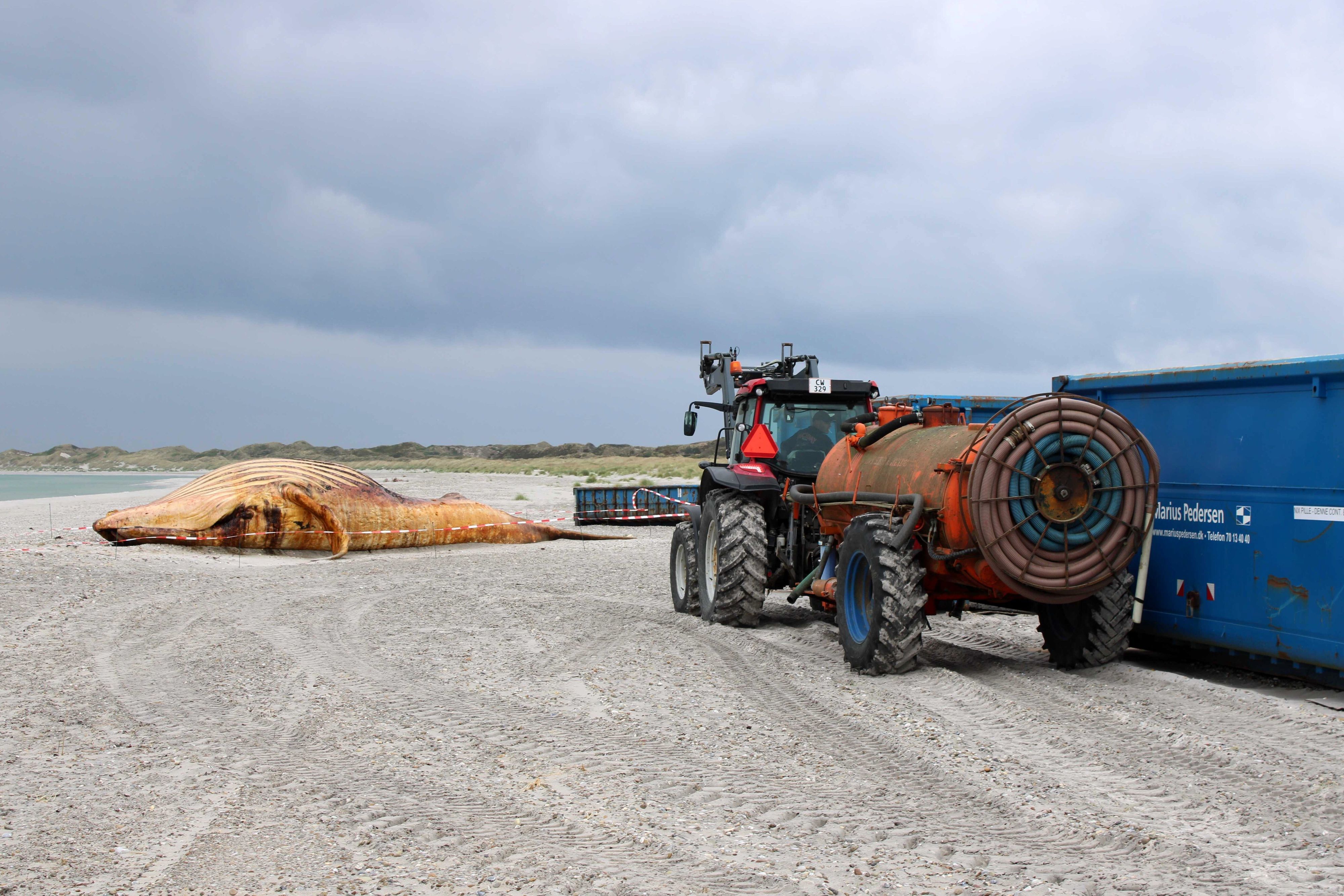 Ein Traktor mit Tankanhänger steht neben einem Container. Dahinter ist der tote Wal am Strand zu sehen.  (Archivbild)