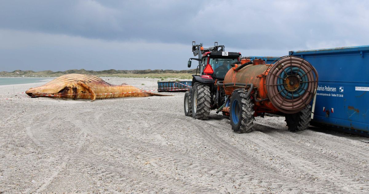 “Simply dumped into the sea”: “Timmy” pulled ashore - | Whale researcher ...