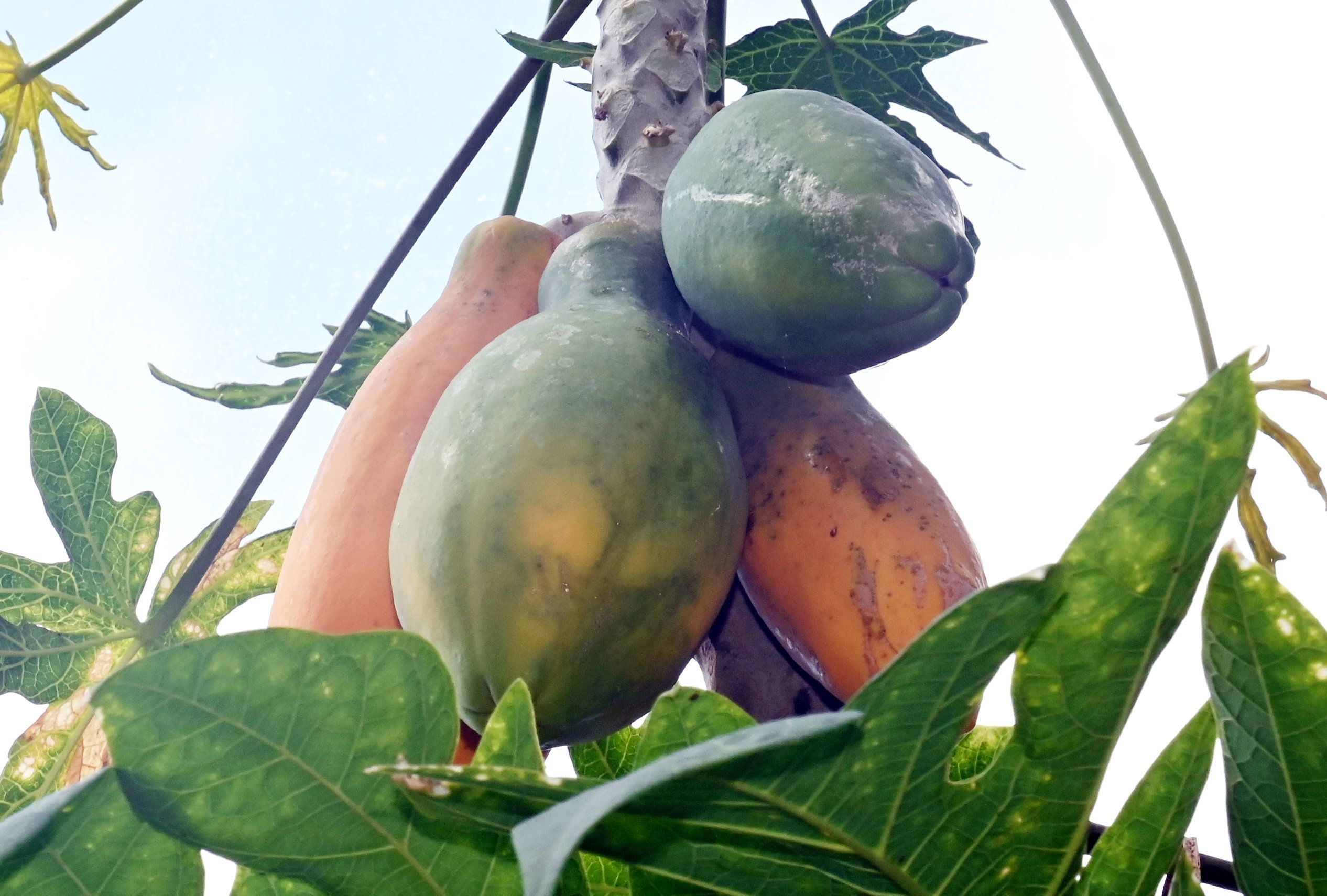 Papayas gedeihen prächtig.