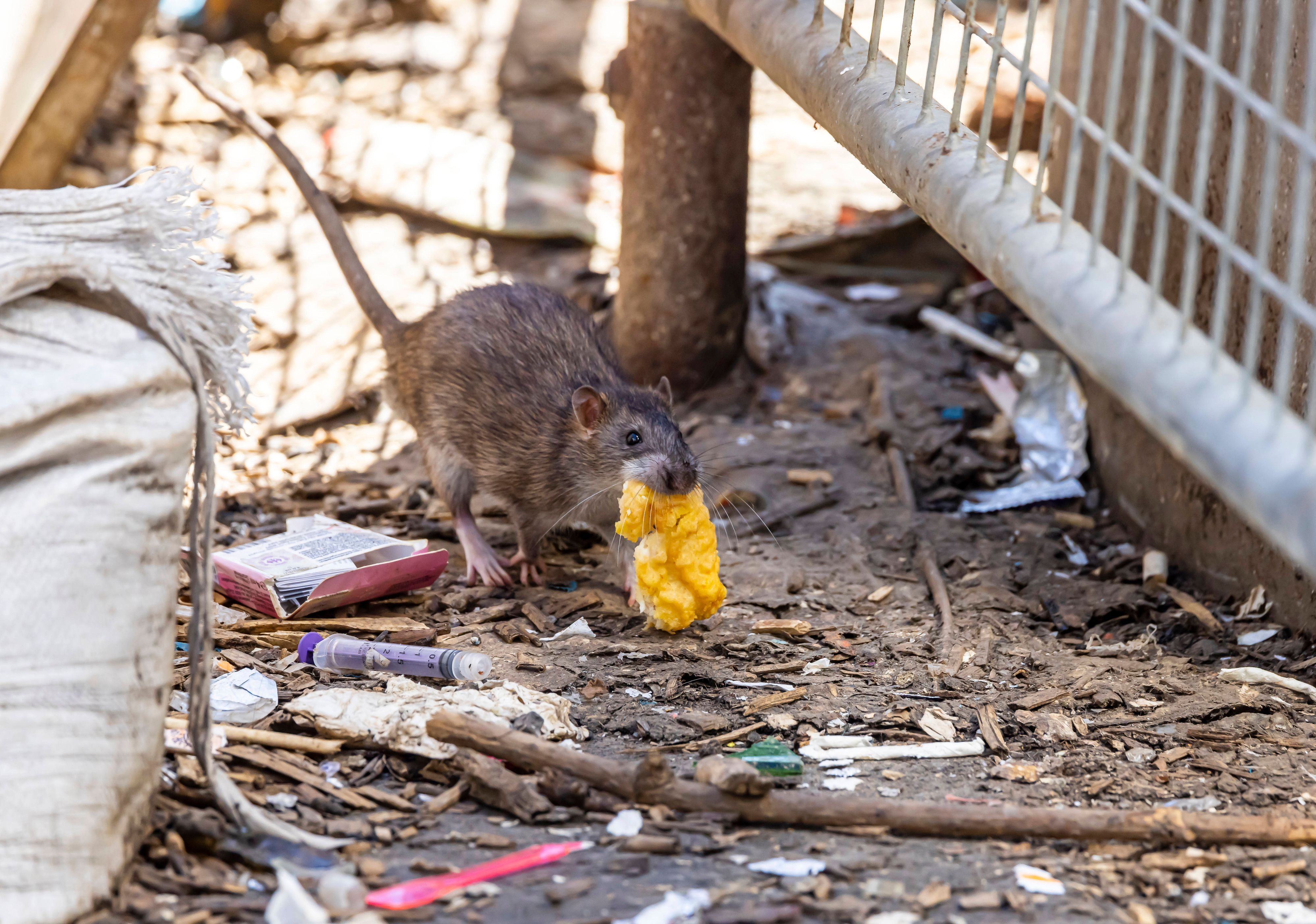 Eine Ratte frisst Müll.