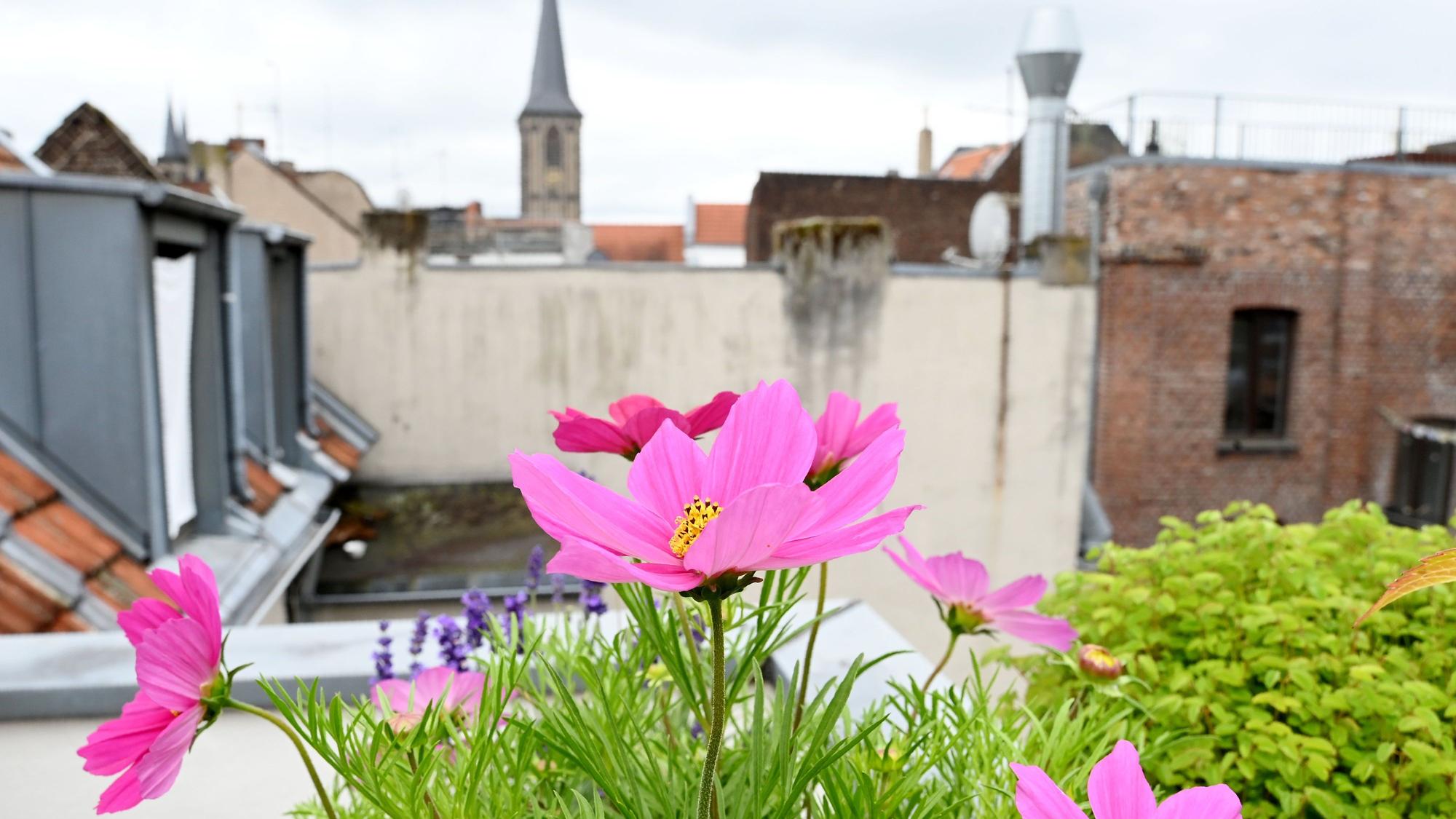11.06.2026 Köln. Sandra Vohl zeigt ihre Dachterrasse in der Südstadt. Foto: Alexander Schwaiger
