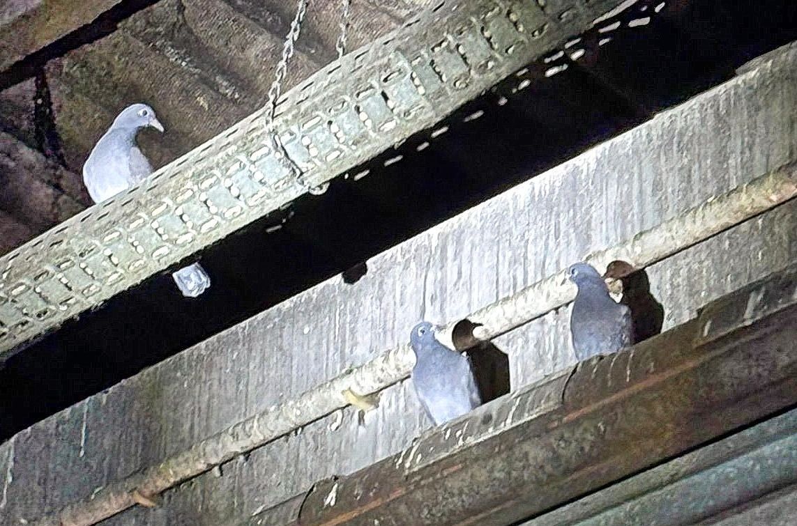 Tauben sitzen auf Stangen in einem Fabrikgebäude unter der Decke.