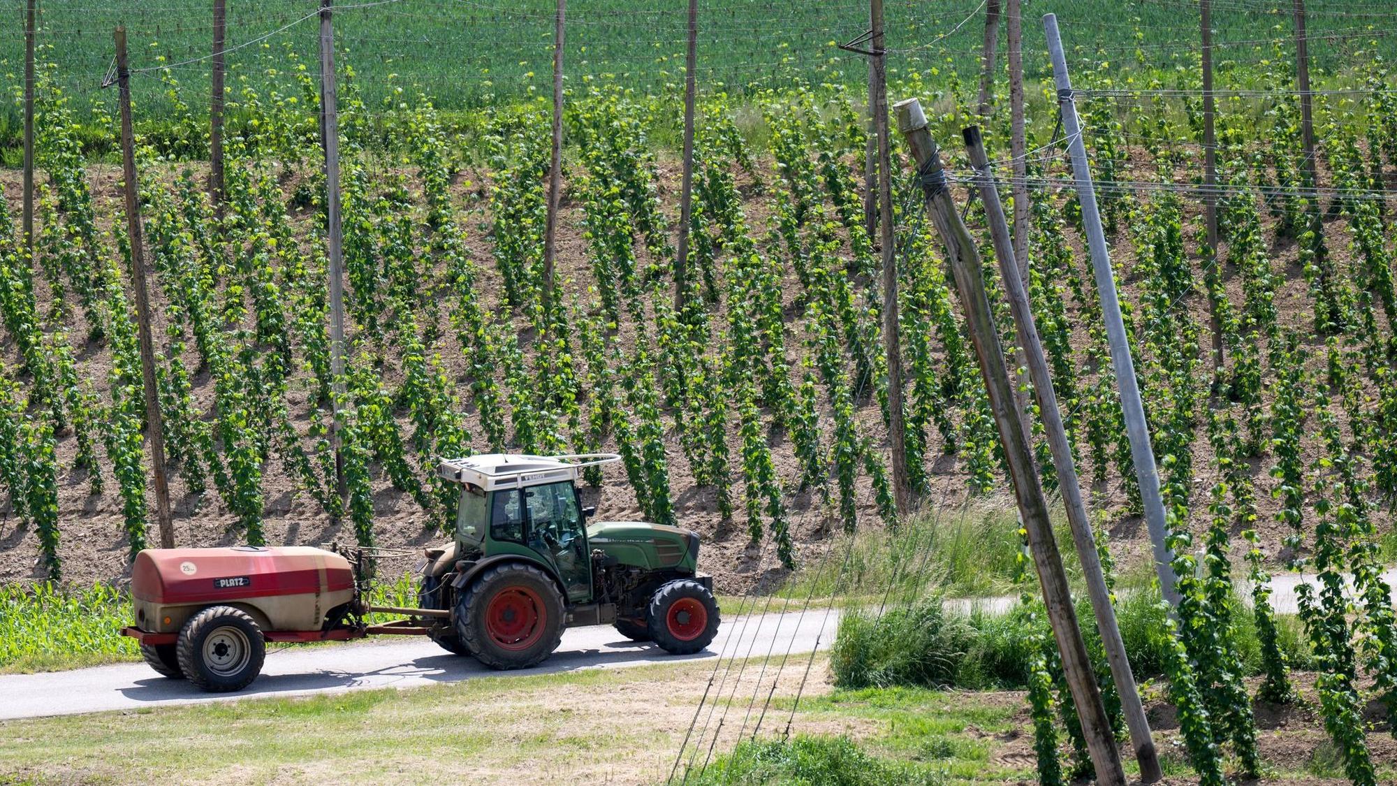 Hopfen