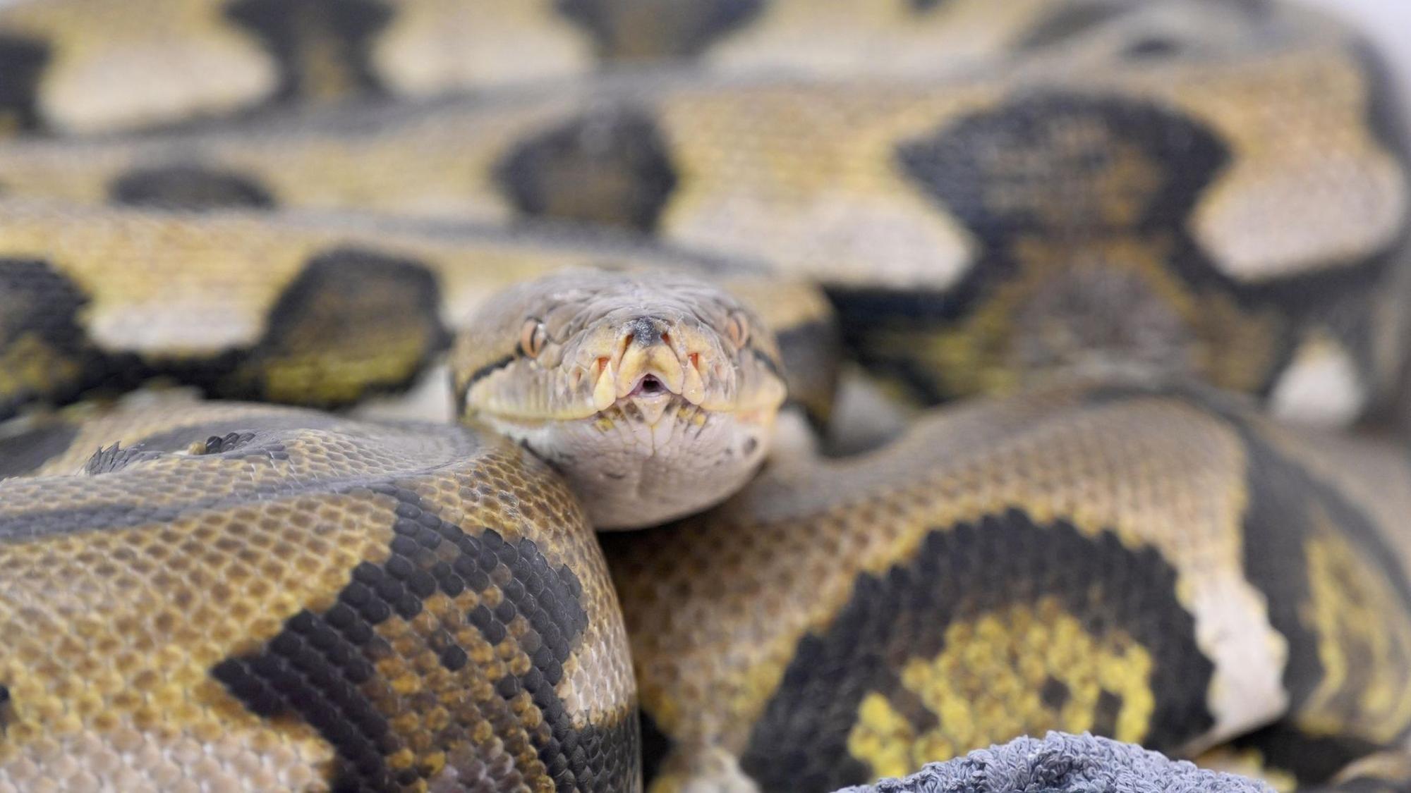Netzpython
