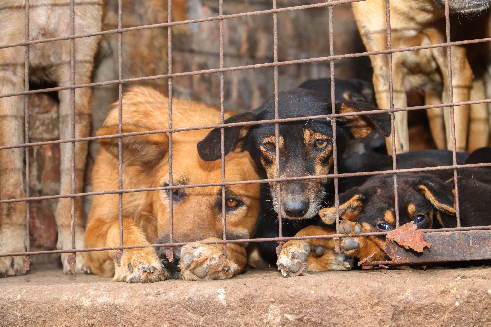 Missbrauchte Hunde in Uganda.