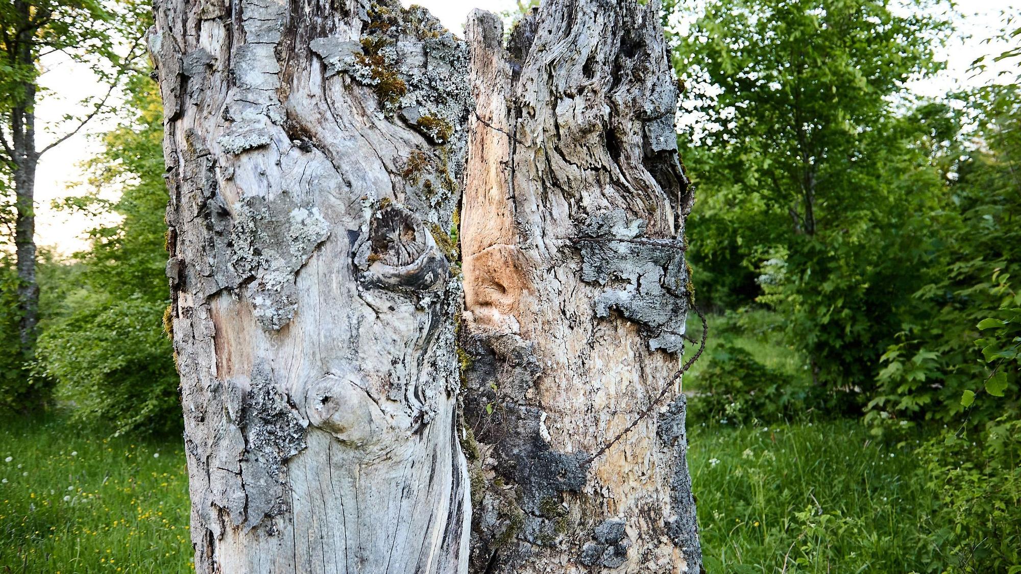 Wie ein Mahnmal stehen zwei Baumstümpfe, an denen noch die Reste des Stacheldrahtes hängen, mit dem das Lager eingefasst war, in der Abendsonne.