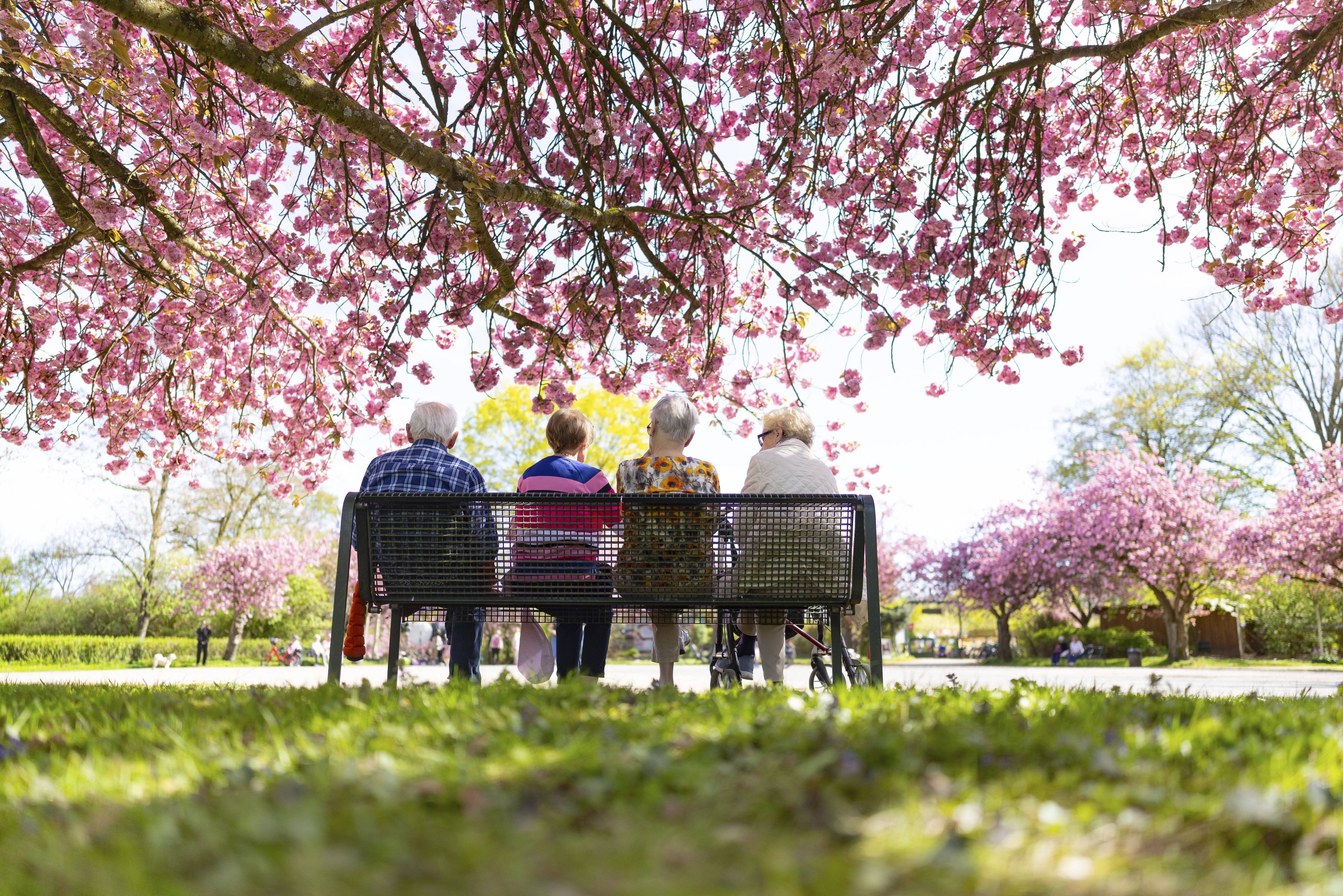Vier Senioren sitzen auf einer Bank unter blühenden Kirschblüten.
