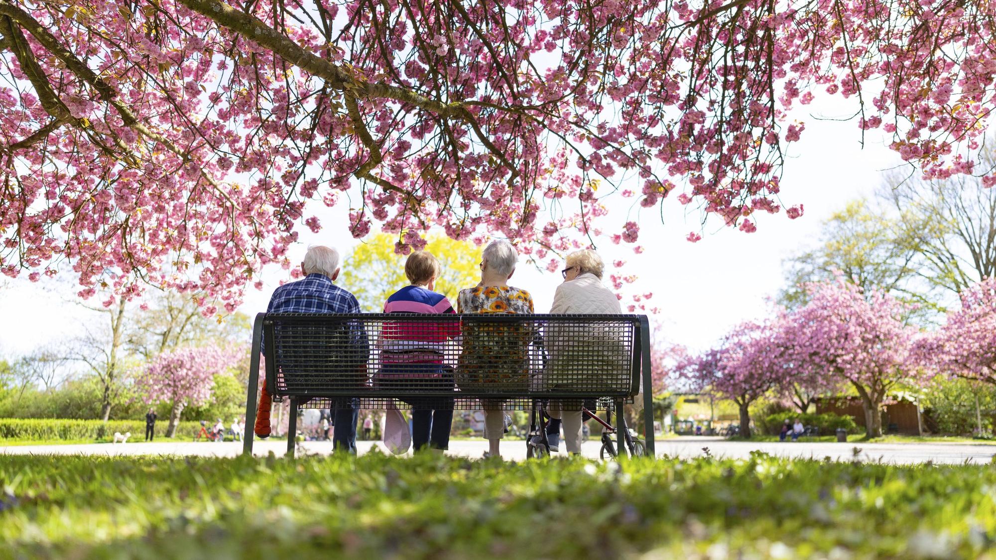 Vier Senioren sitzen auf einer Bank unter blühenden Kirschblüten.