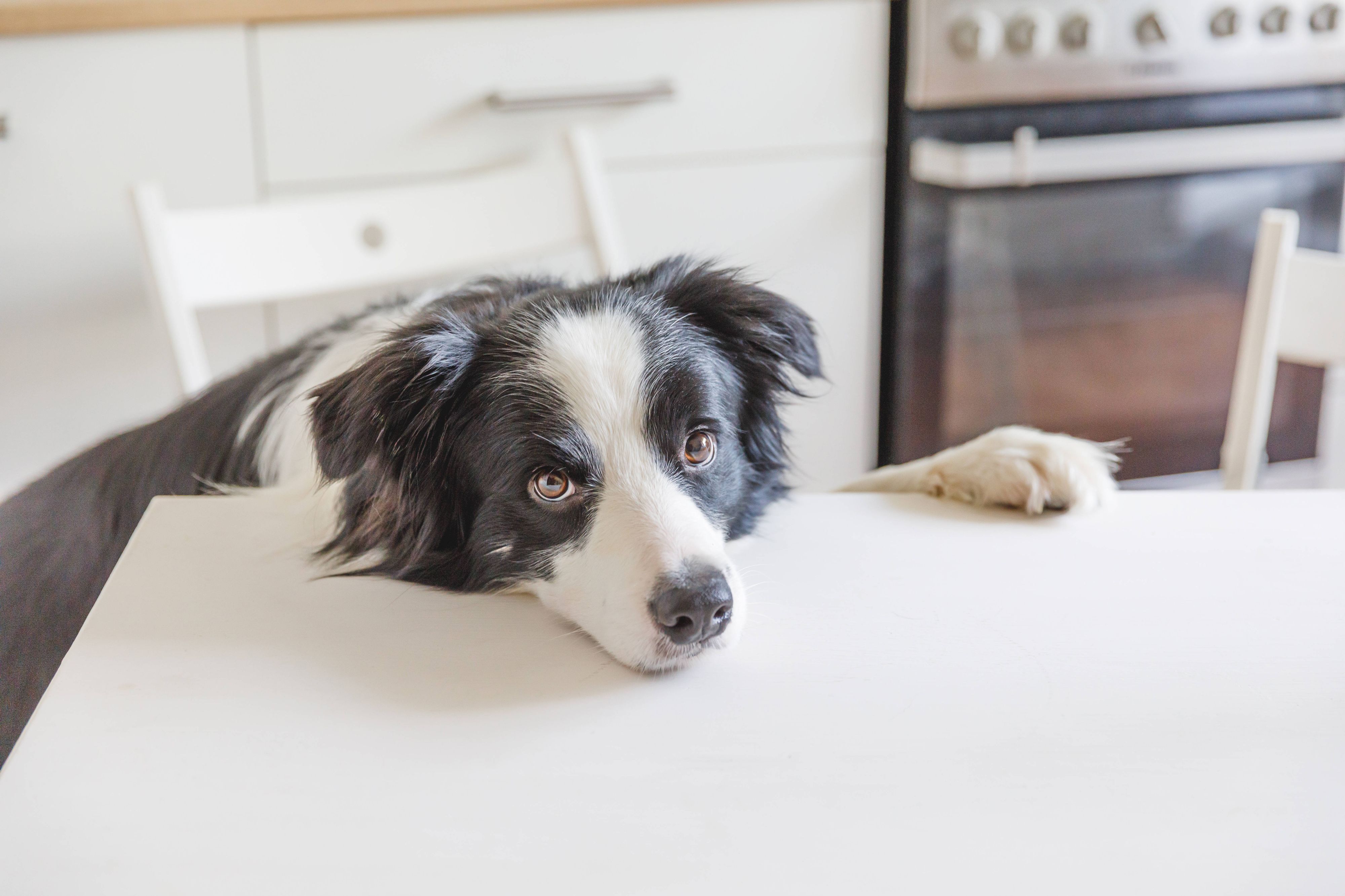Auf dem Foto ist ein schwarz-weißer Hund zu sehen.