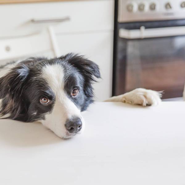 Auf dem Foto ist ein schwarz-weißer Hund zu sehen.