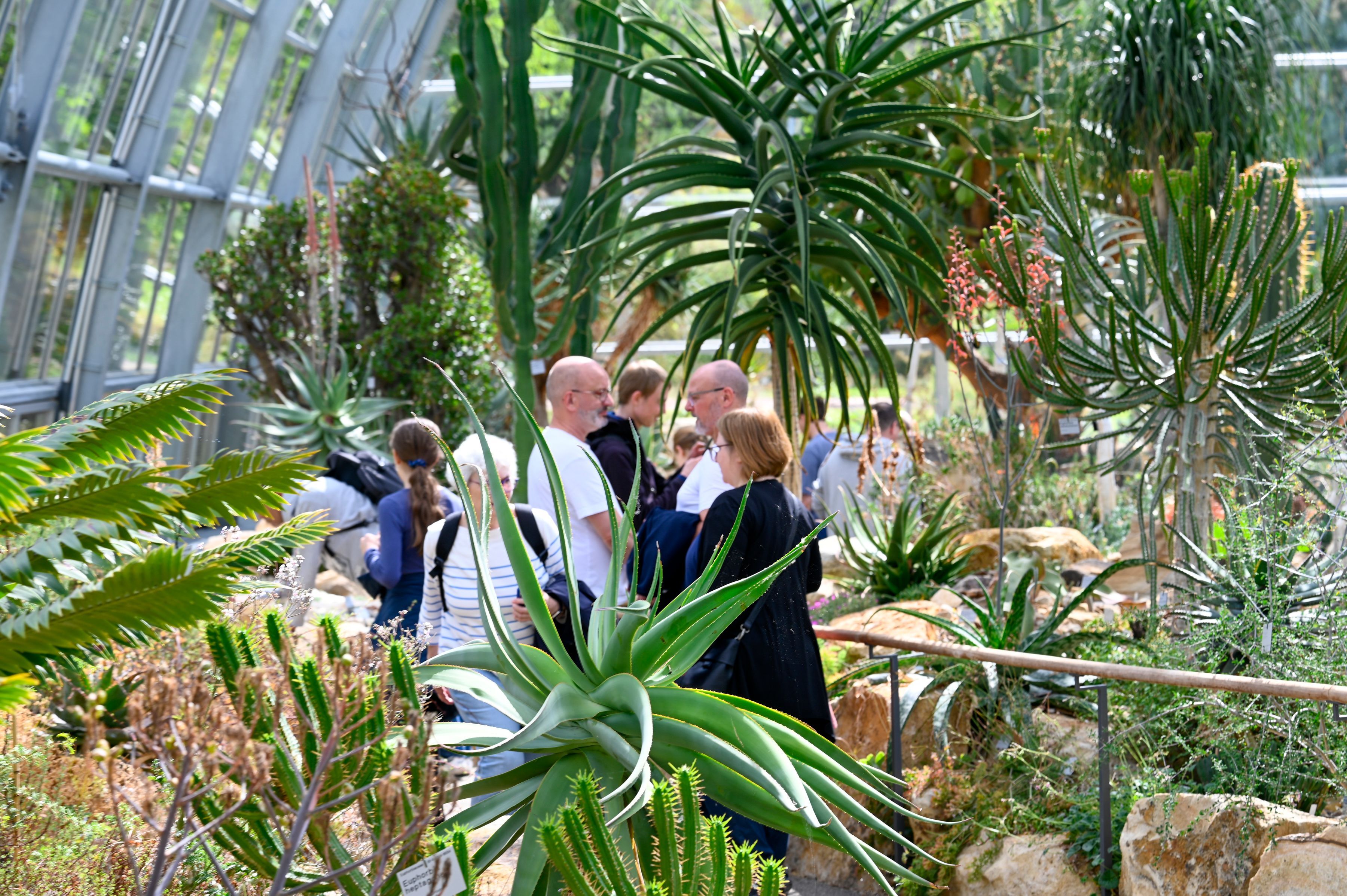 Hoher Besucherandrang zur Wiedereröffnung der Schaugewächshäuser in der Flora am Wochenende.