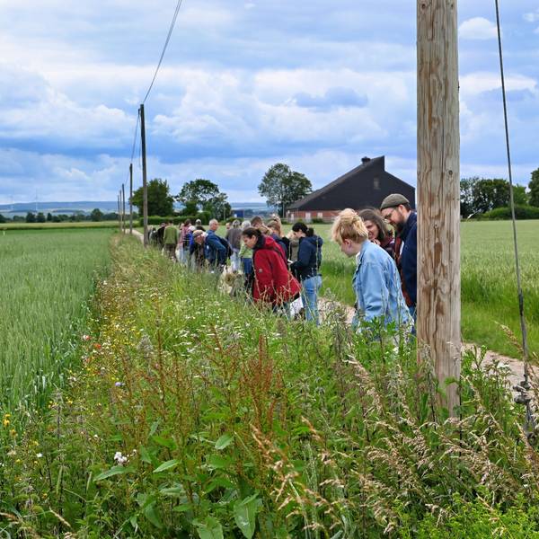 Eine Gruppe Menschen steht auf einem Feldweg und schaut auf einen Wildblumenstreifen, der den Weg von einem Getreideacker abgrenzt.