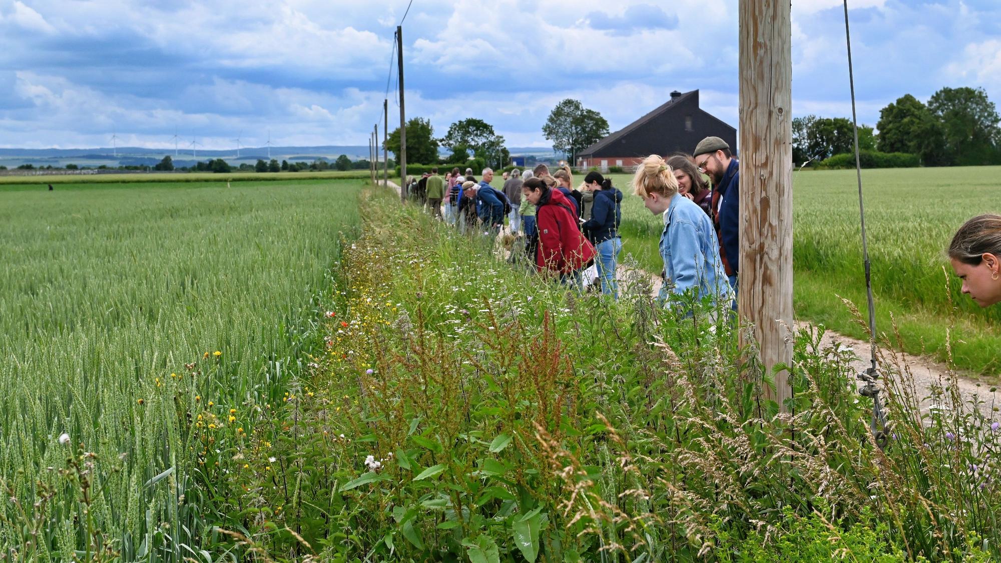 Eine Gruppe Menschen steht auf einem Feldweg und schaut auf einen Wildblumenstreifen, der den Weg von einem Getreideacker abgrenzt.