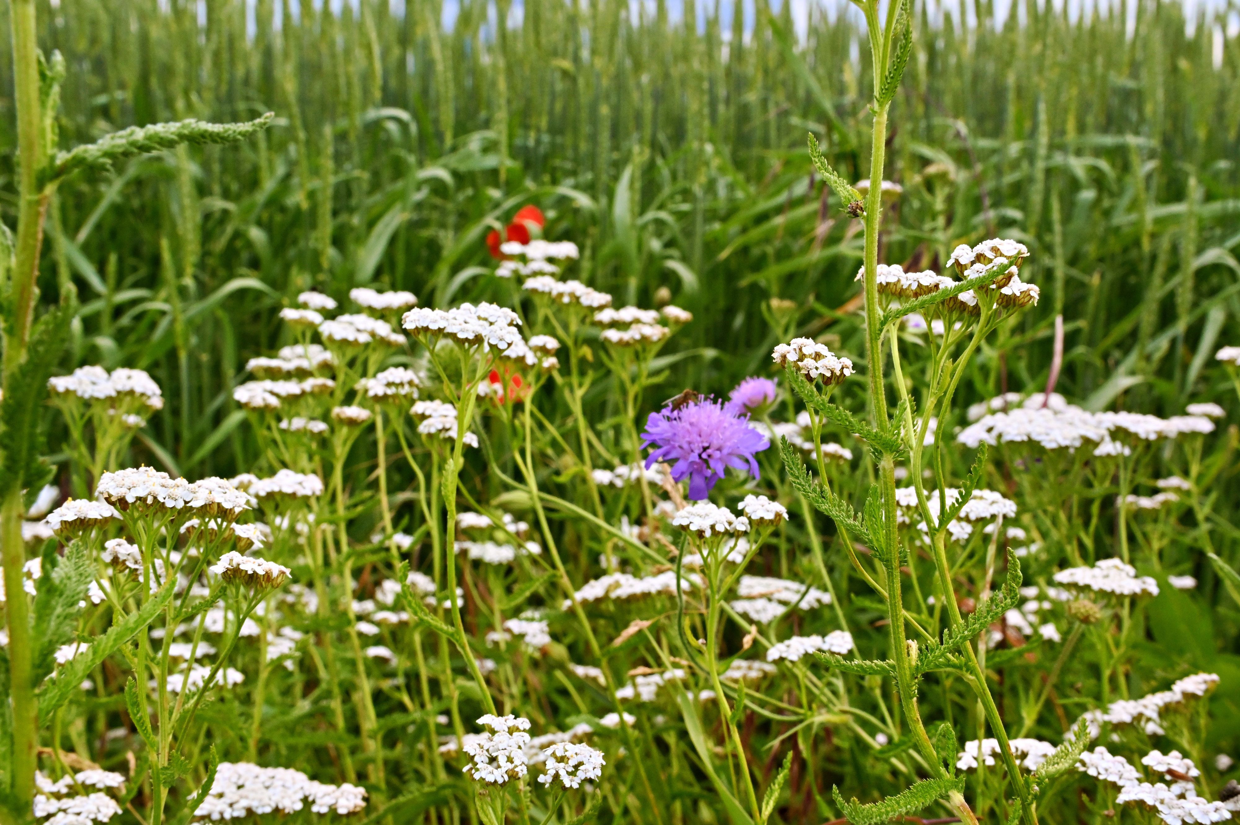 Das Bild zeigt weiße, rote und lila Blumen auf einer Wiese.