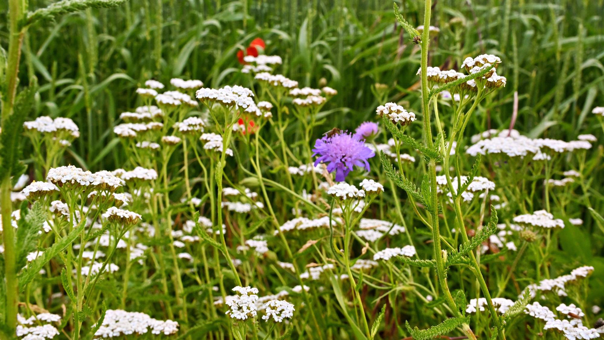 Das Bild zeigt weiße, rote und lila Blumen auf einer Wiese.