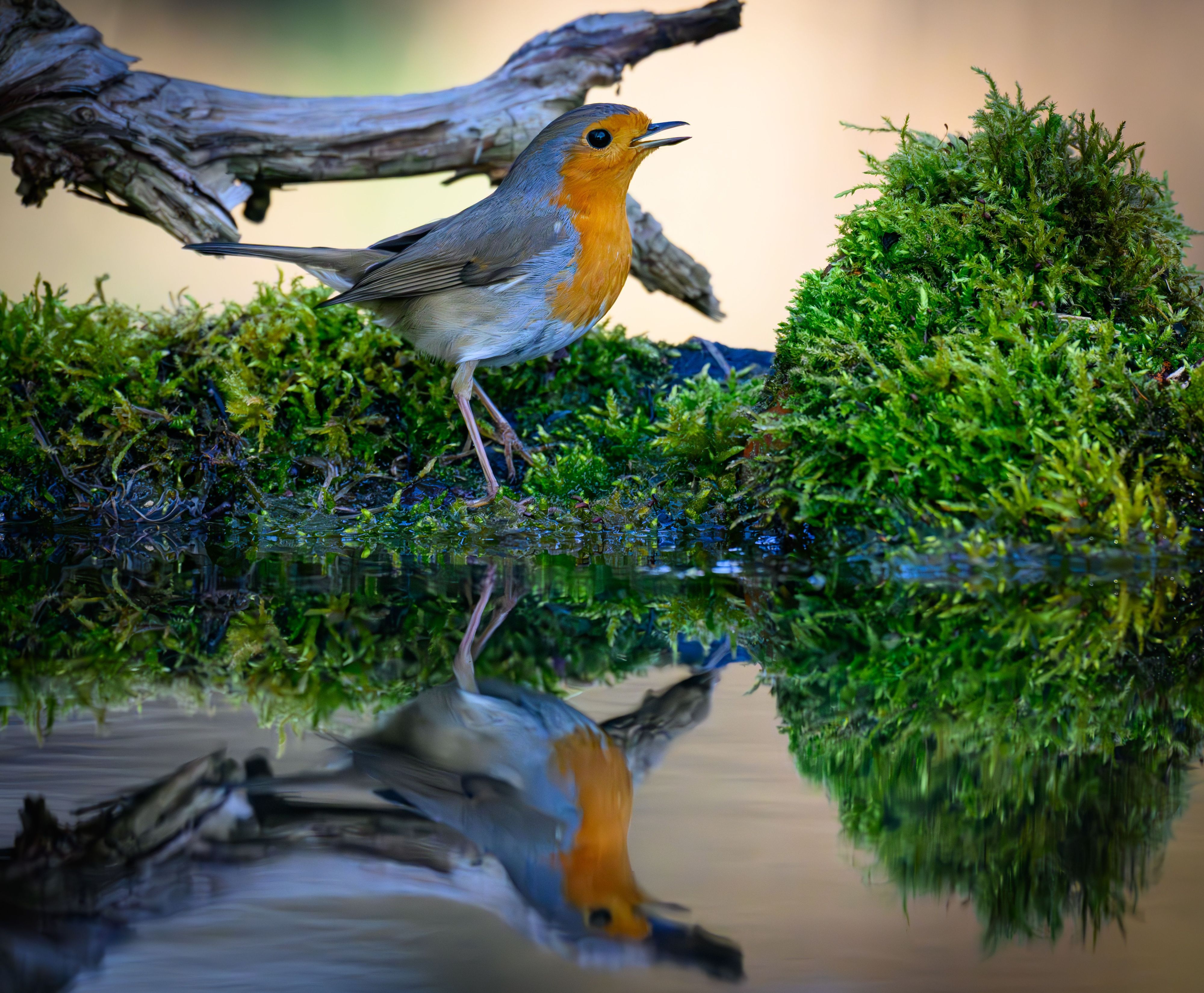 Ein Rotkehlchen (Erithacus rubecula) ist an einer Wasserstelle im Wald zu sehen.