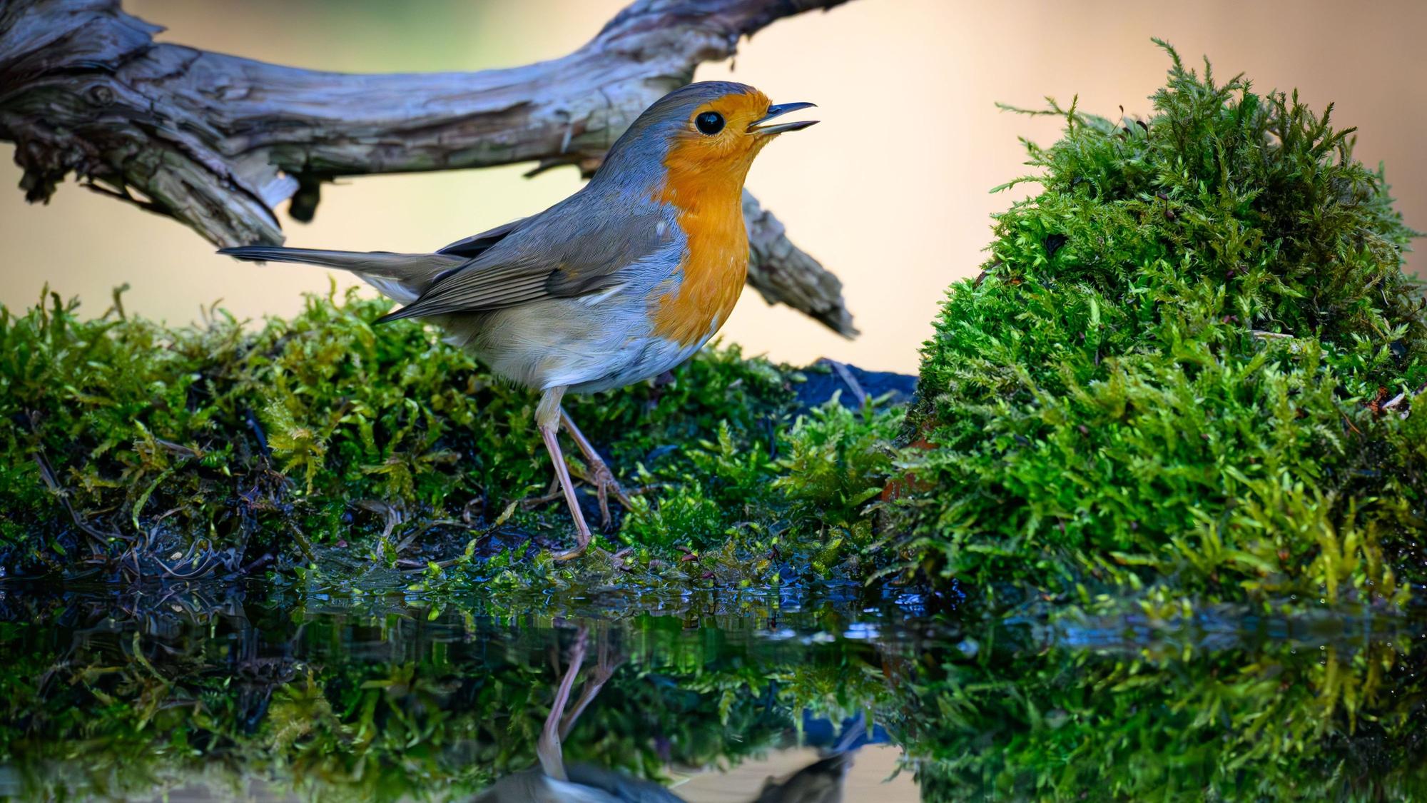 Ein Rotkehlchen (Erithacus rubecula) ist an einer Wasserstelle im Wald zu sehen.
