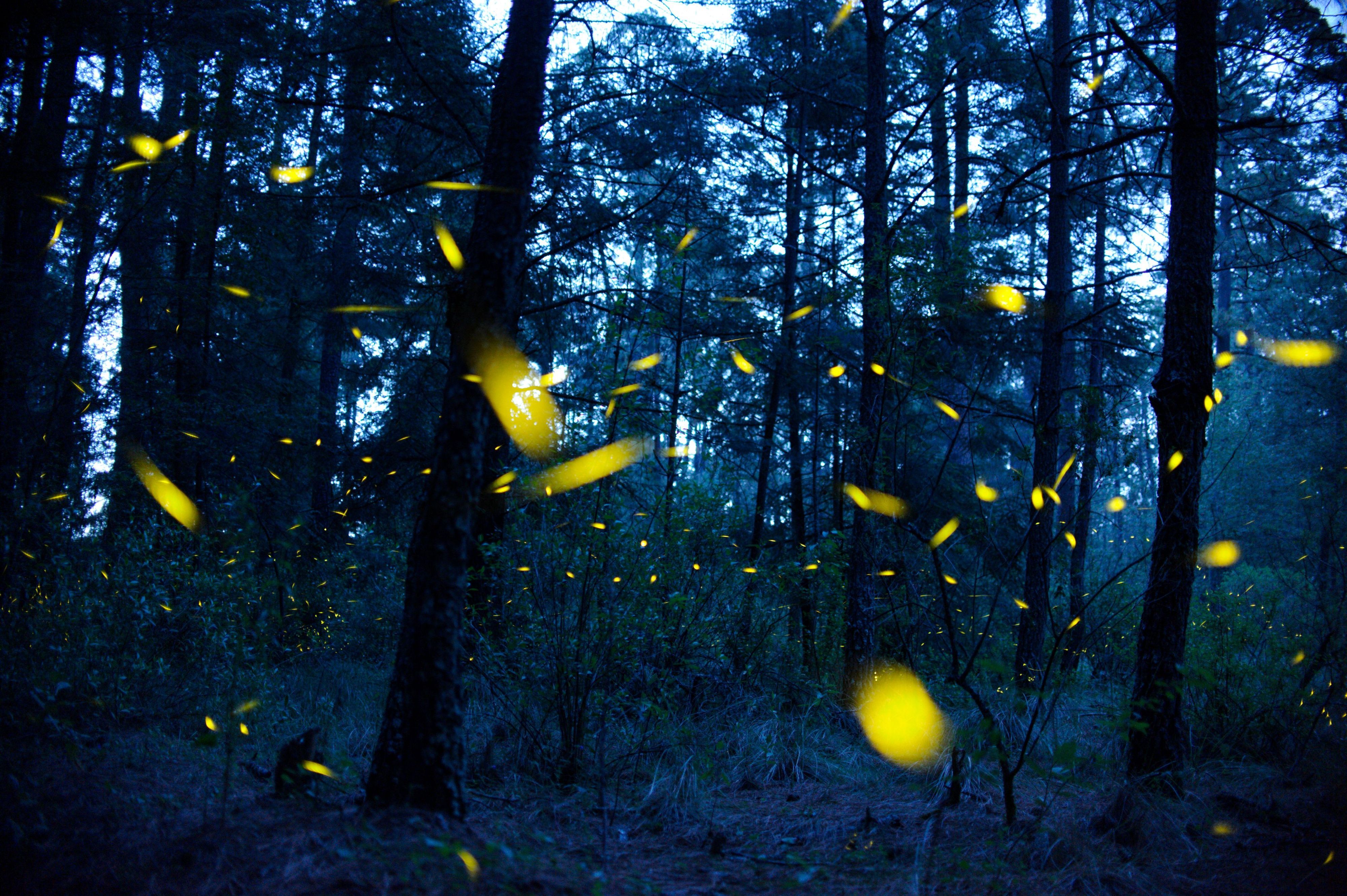 Glühwürmchen schwirren durch einen dunklen Wald. (Symbolbild)