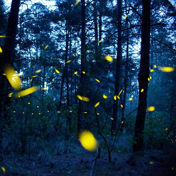 Glühwürmchen schwirren durch einen dunklen Wald. (Symbolbild)