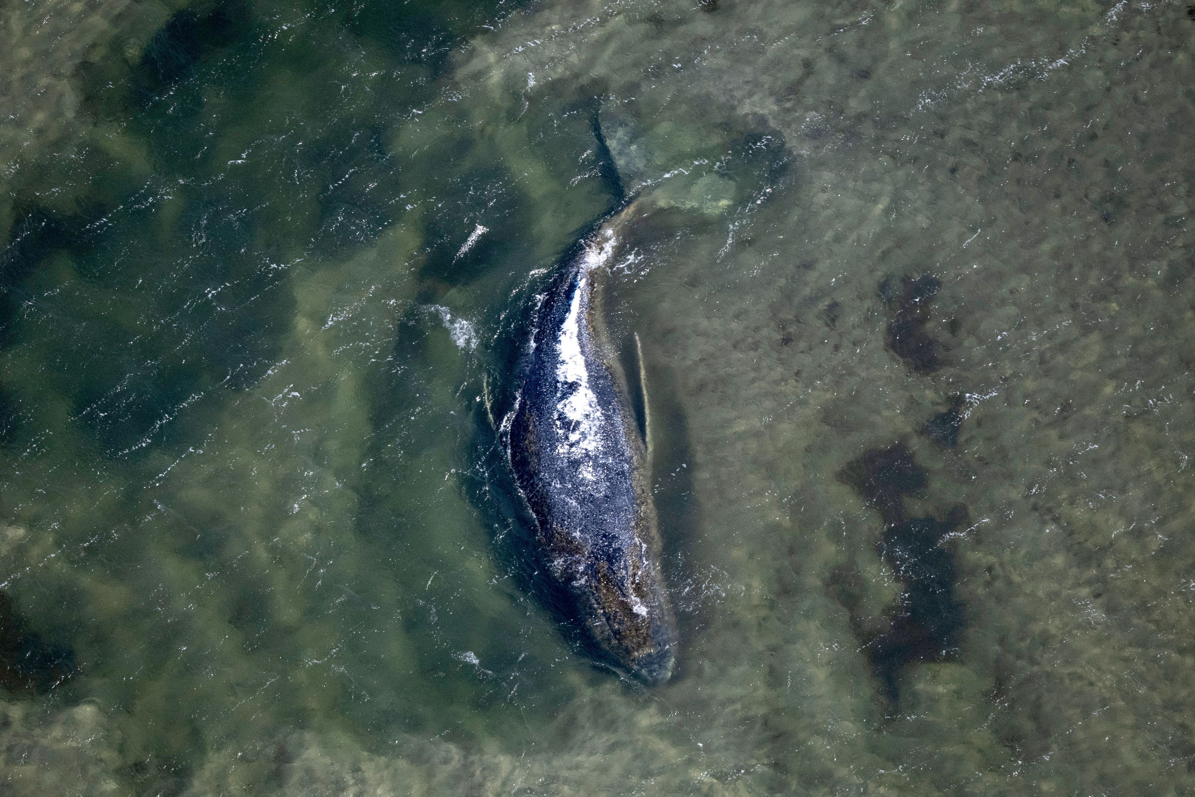 Der Wal liegt in einer freigespülten Kuhle vor der Insel Poel (Aufnahme aus einem Flugzeug).