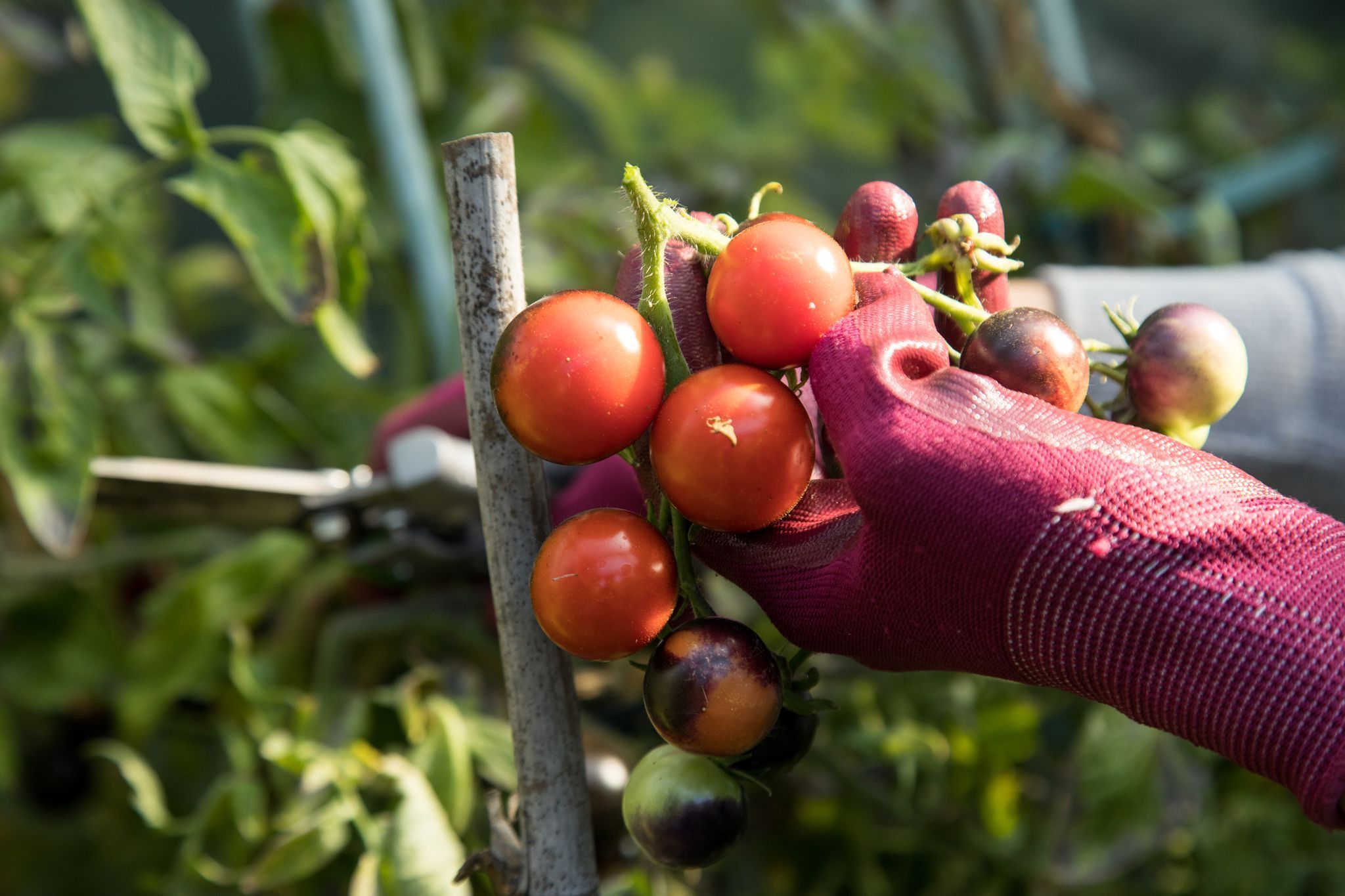 Eine Frau erntet Tomaten aus einem Garten