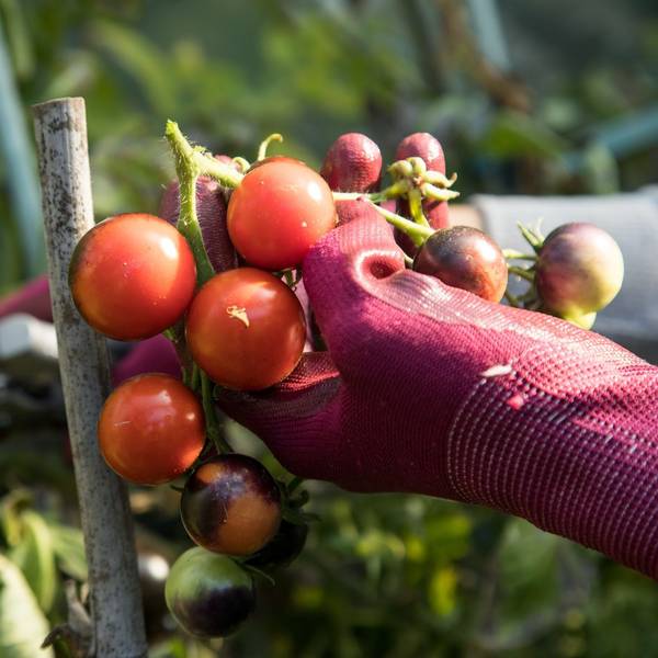 Eine Frau erntet Tomaten aus einem Garten
