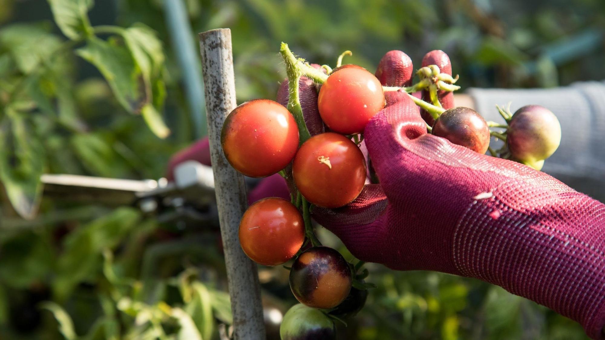 Eine Frau erntet Tomaten aus einem Garten
