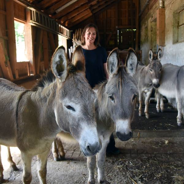 Die sanfte Eselbande von Sylvia Geldmacher erfreut sich sowohl bei kleinen als auch bei großen Gästen des Lindenhofs in Waldbröl-Diezenkausen höchster Beliebtheit. Das Wesen dieser Vierbeiner lässt jeden abschalten und beschert Beruhigung.