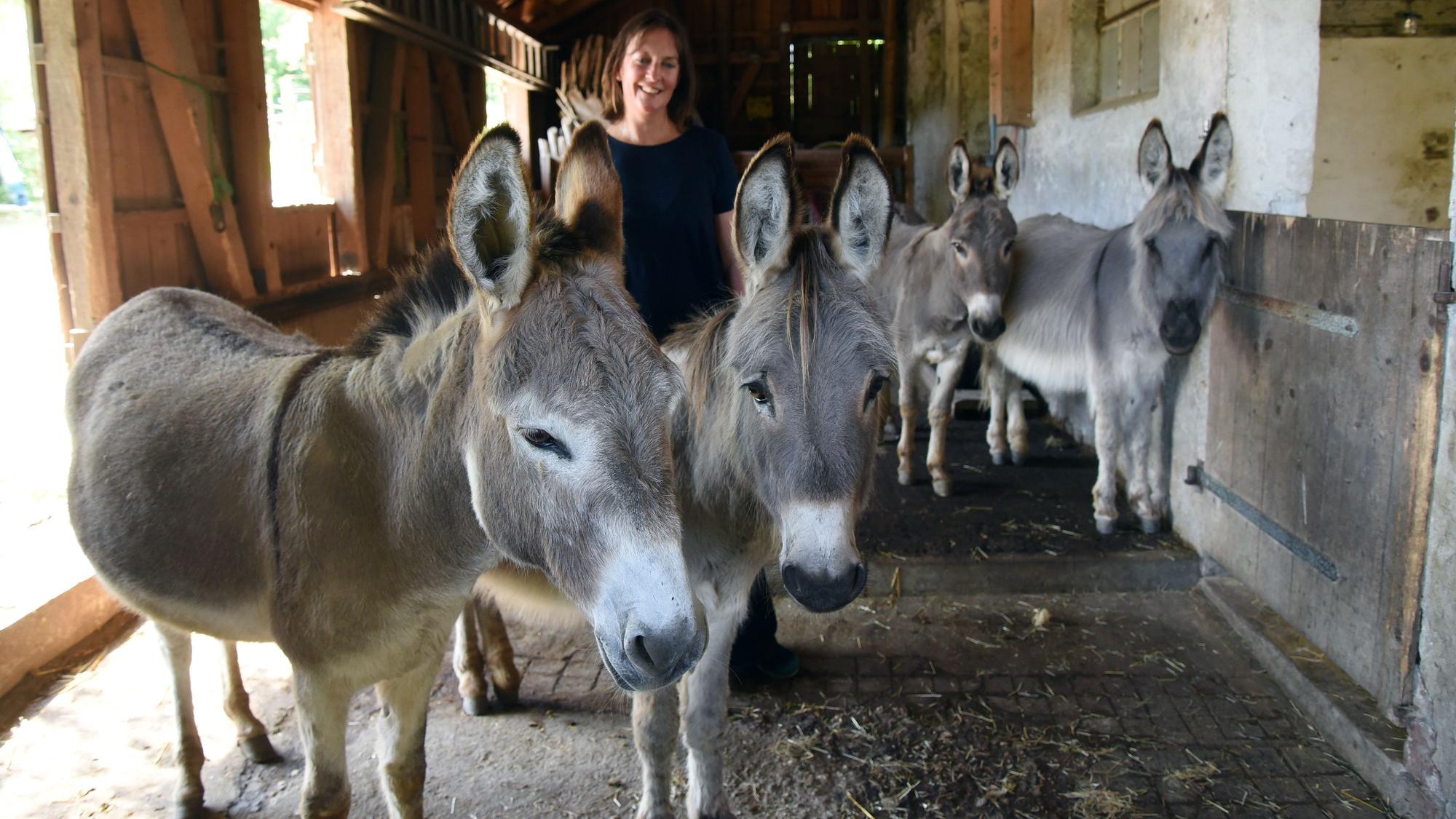 Die sanfte Eselbande von Sylvia Geldmacher erfreut sich sowohl bei kleinen als auch bei großen Gästen des Lindenhofs in Waldbröl-Diezenkausen höchster Beliebtheit. Das Wesen dieser Vierbeiner lässt jeden abschalten und beschert Beruhigung.