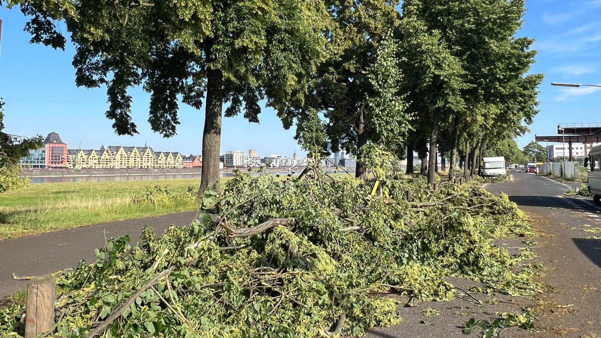 Äste von Bäumen bedecken eine Straße.