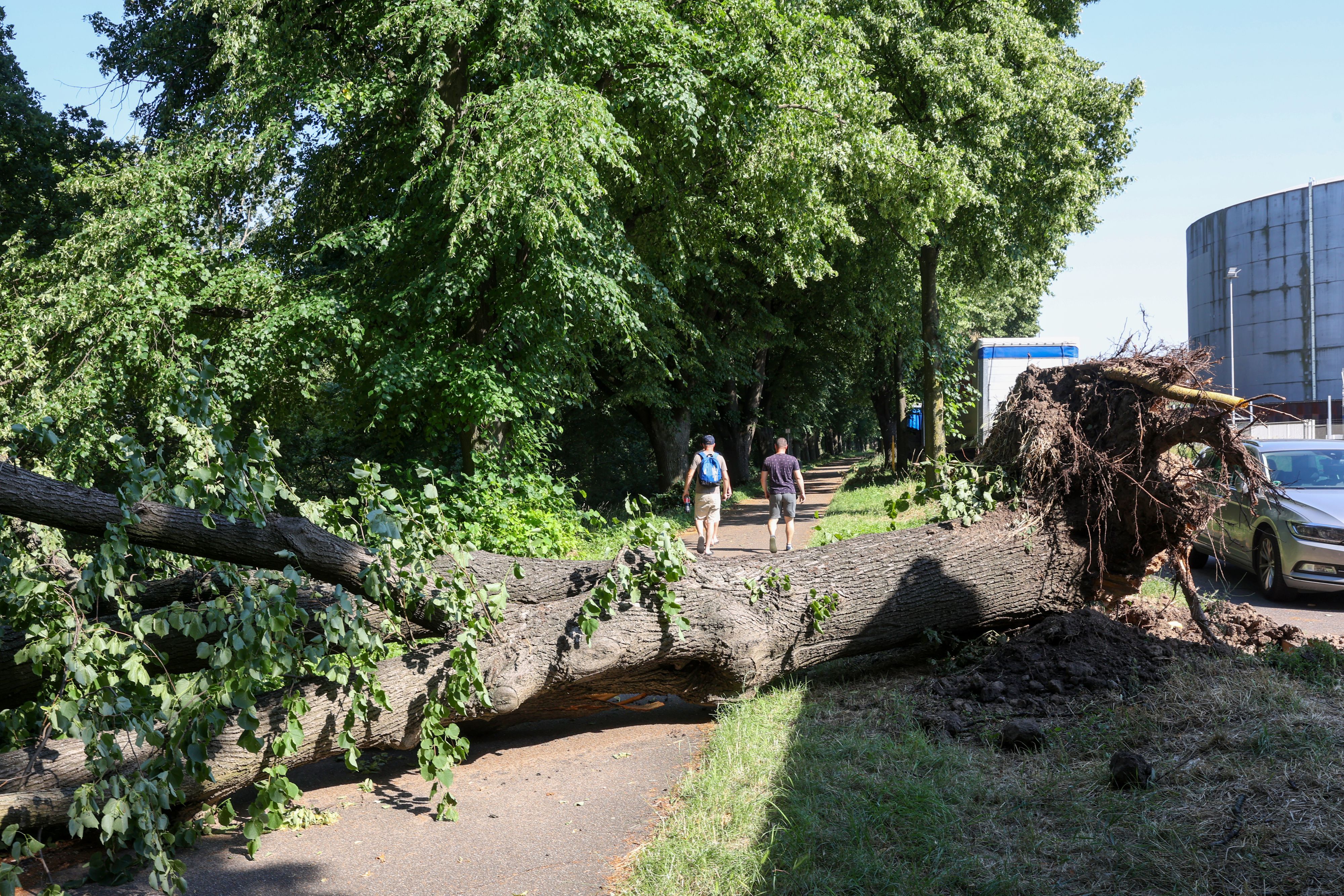 Eine vom Sturm entwurzelte Linde liegt auf einem Fahrrad- und Fußweg.
