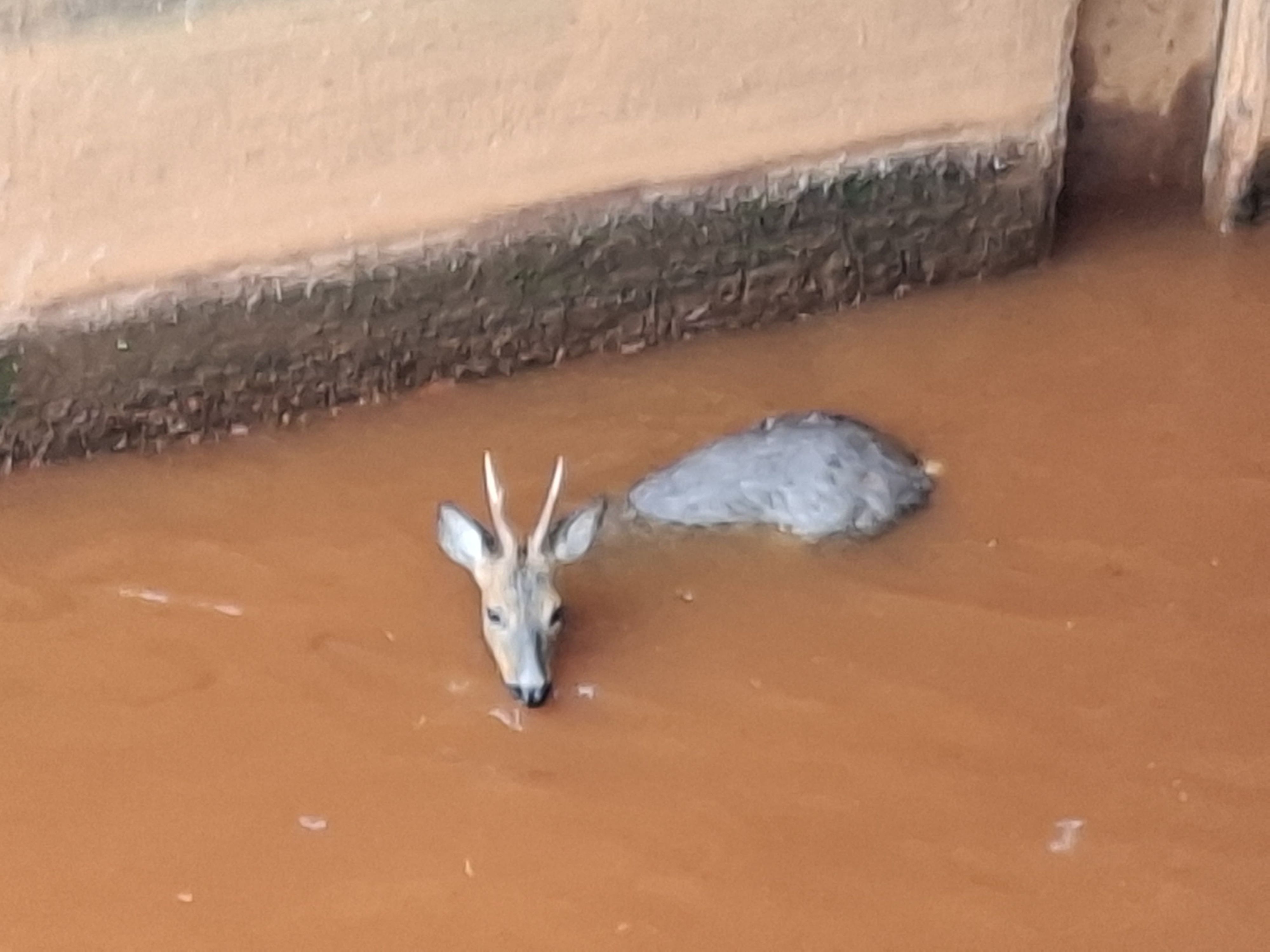 Immer wieder müssen ausgewachsene Rehe aus dem Kölner Randkanal zwischen Frechen und Köln-Worringen geborgen werden.