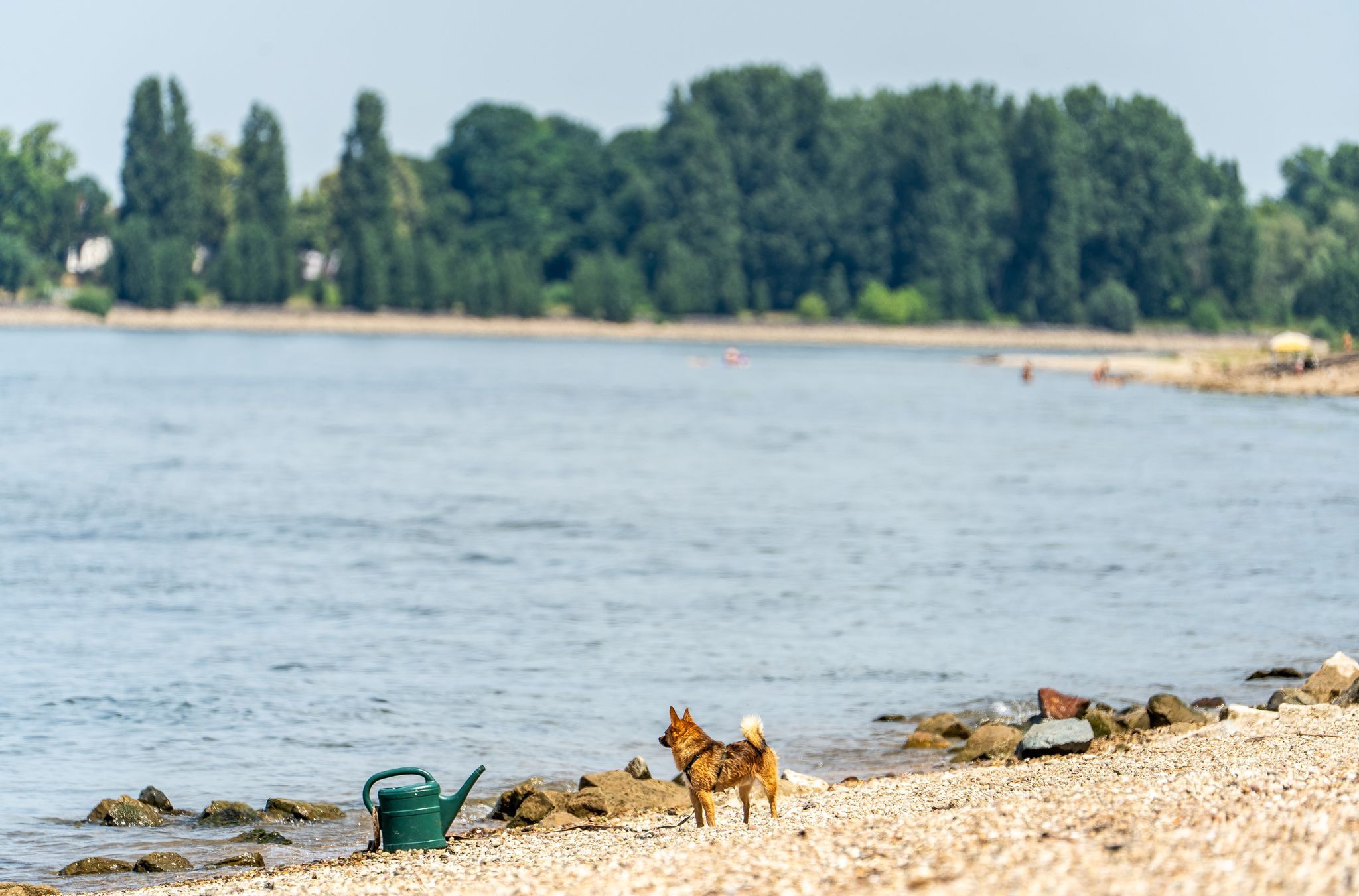 Drei Männer nach Schwimmen im Rhein vermisst