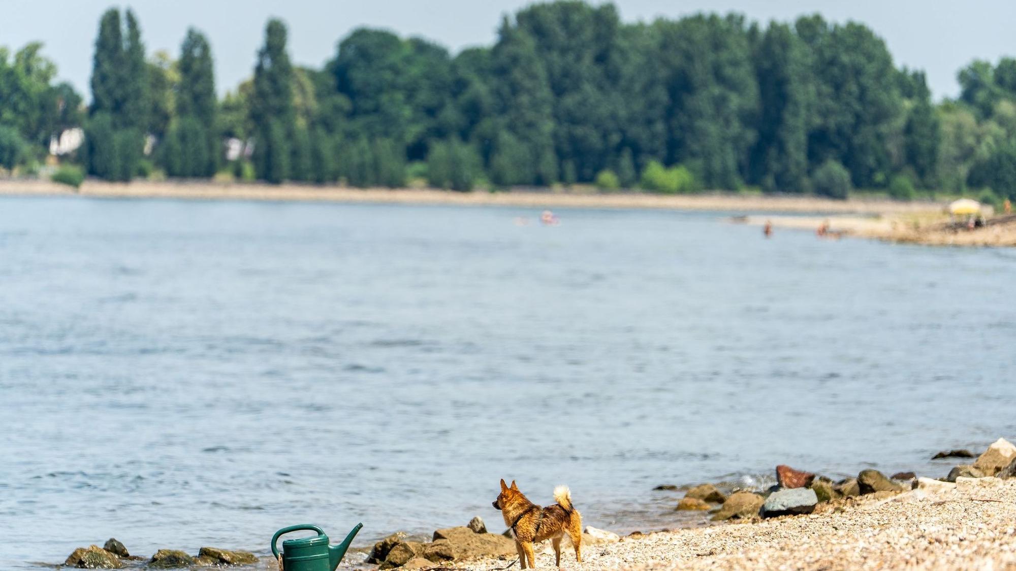 Drei Männer nach Schwimmen im Rhein vermisst