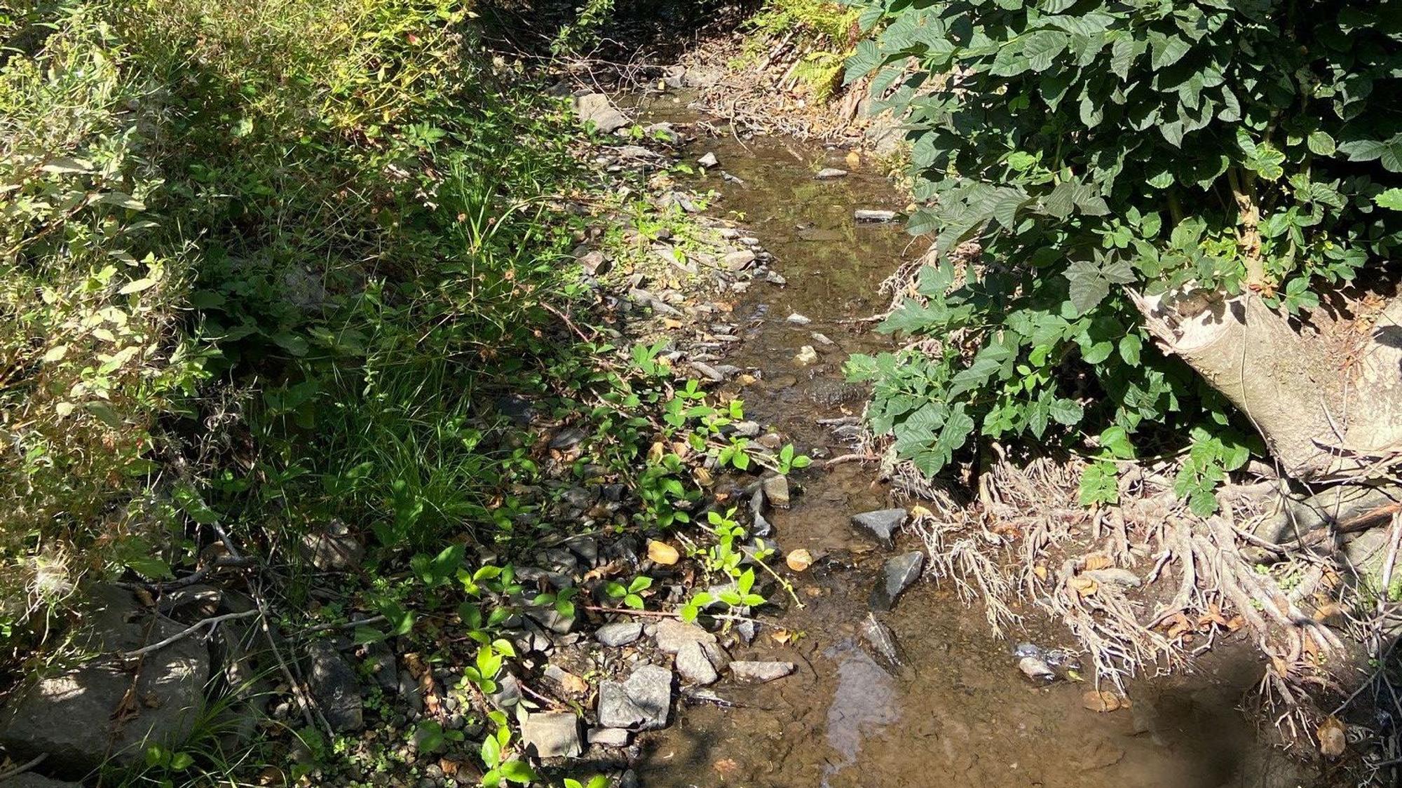 Ein Bach mit wenig Wasser.
