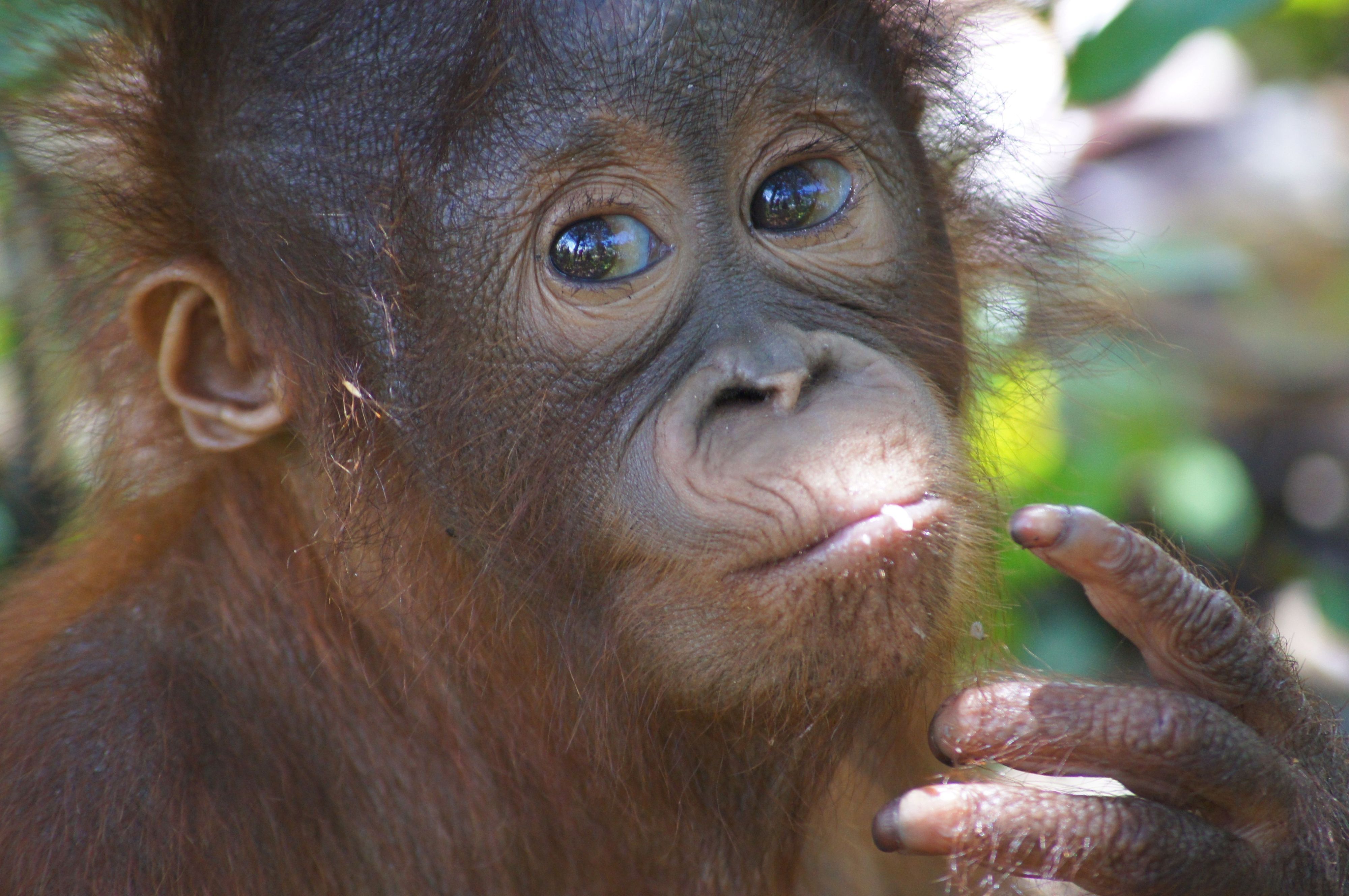 Auf dem undatierten Foto ist der Orang-Utan Himba als Baby im Rettungszentrum Nyaru Menteng der Stiftung BOS (Borneo Orangutan Survival) in Zentral-Kalimantan zu sehen. Das Jungtier war mit schweren Brandverletzungen gerettet worden. In der vergangenen Woche wurde Himba nach fast 15 Jahren Rehabilitation im Bukit-Baka-Bukit-Raya-Nationalpark ausgewildert. Foto: -/BOS Foundation/dpa - ACHTUNG: Nur zur redaktionellen Verwendung im Zusammenhang mit der aktuellen Berichterstattung und nur mit vollständiger Nennung des vorstehenden Credits +++ dpa-Bildfunk +++