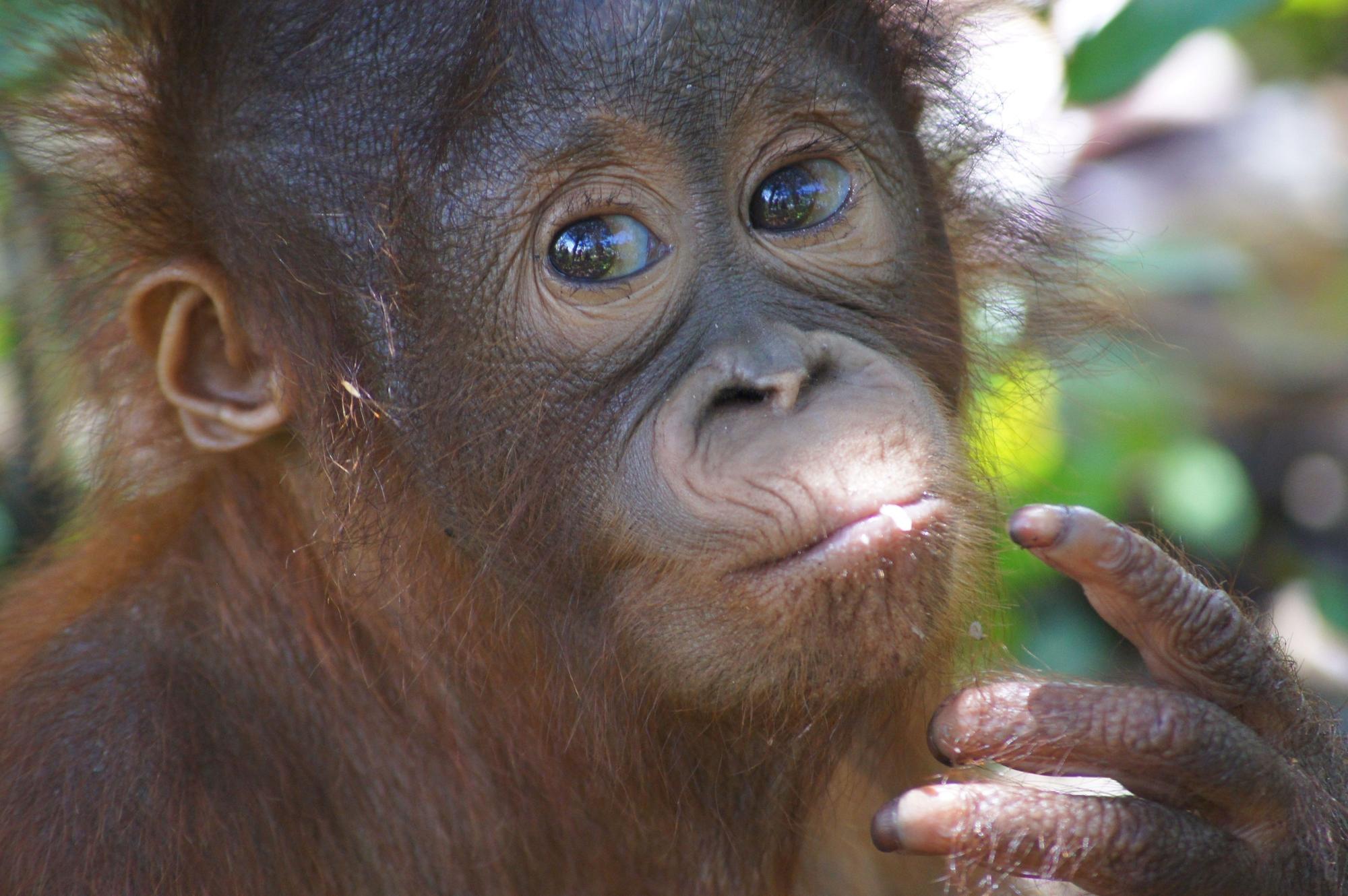Auf dem undatierten Foto ist der Orang-Utan Himba als Baby im Rettungszentrum Nyaru Menteng der Stiftung BOS (Borneo Orangutan Survival) in Zentral-Kalimantan zu sehen. Das Jungtier war mit schweren Brandverletzungen gerettet worden. In der vergangenen Woche wurde Himba nach fast 15 Jahren Rehabilitation im Bukit-Baka-Bukit-Raya-Nationalpark ausgewildert. Foto: -/BOS Foundation/dpa - ACHTUNG: Nur zur redaktionellen Verwendung im Zusammenhang mit der aktuellen Berichterstattung und nur mit vollständiger Nennung des vorstehenden Credits +++ dpa-Bildfunk +++