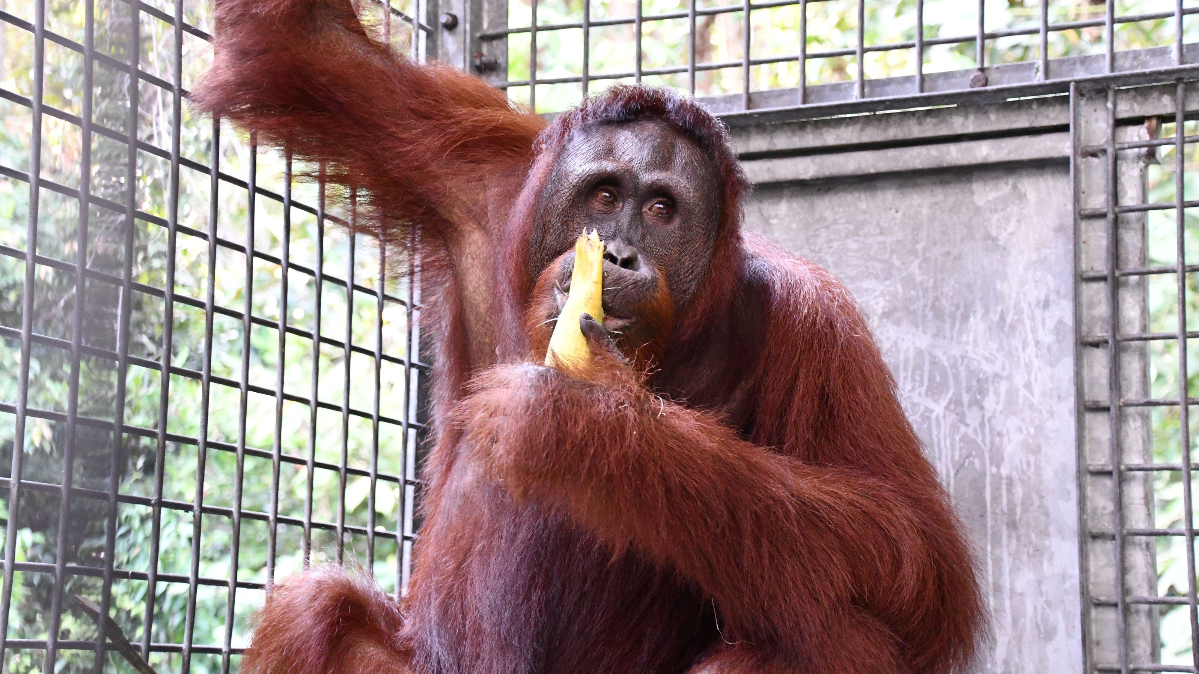 Indonesien, Nyaru Menteng: Auf dem undatierten Foto ist der Orang-Utan Himba vor seiner Auswilderung in seinem Käfig zu sehen. Himba und weitere vier Orang-Utans wurden stundenlang per Boot, Auto und zu Fuß in den Dschungel transportiert, wo sie am Wochenende von der Stiftung BOS (Borneo Orangutan Survival) ausgewildert wurden. Himba war 2011 mit schweren Brandverletzungen gerettet worden und ist nach fast 15 Jahren Rehabilitation nun frei. Foto: -/BOS Foundation/dpa - ACHTUNG: Nur zur redaktionellen Verwendung im Zusammenhang mit der aktuellen Berichterstattung und nur mit vollständiger Nennung des vorstehenden Credits +++ dpa-Bildfunk +++