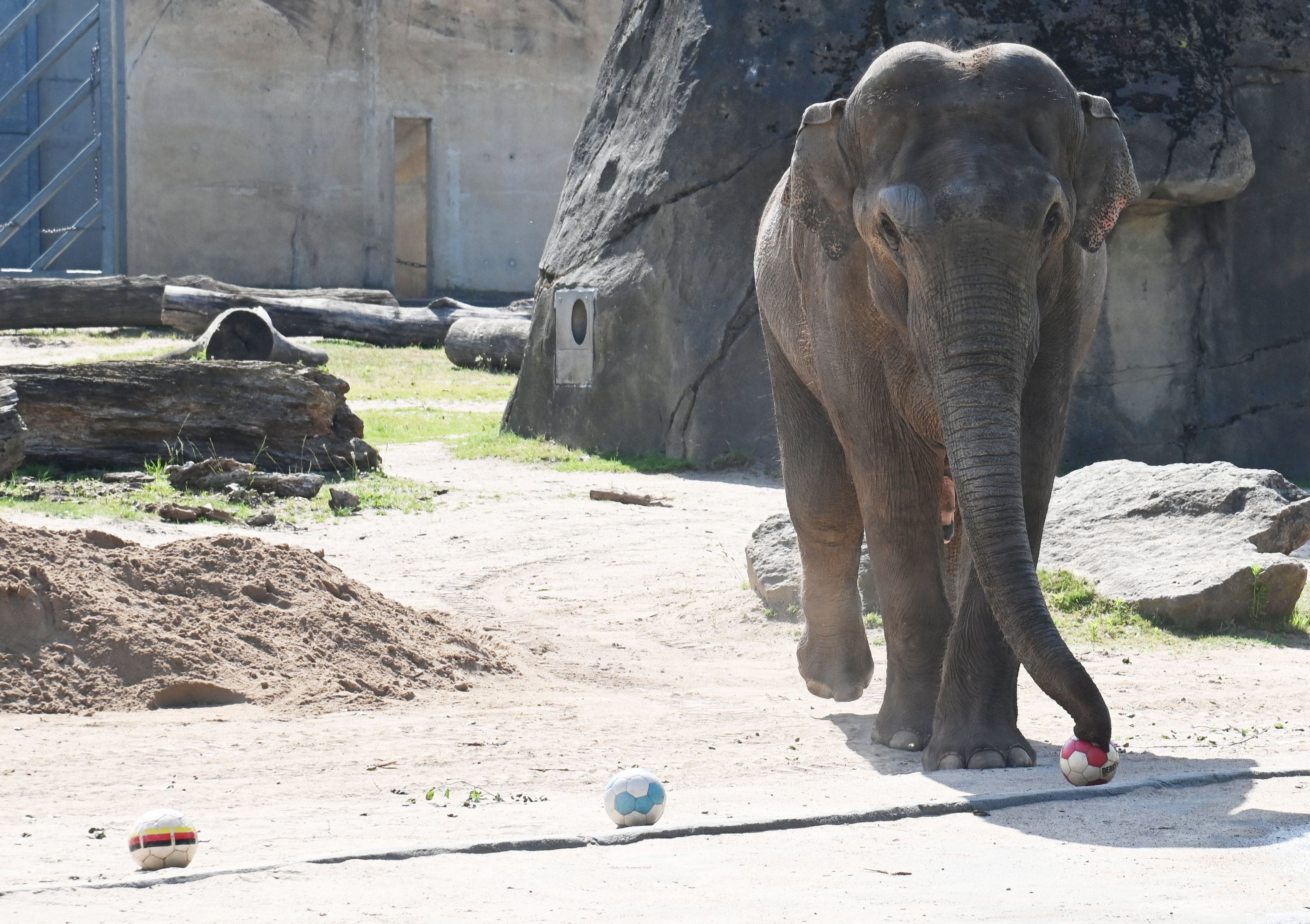 Elefant Tarak tippt auf einen Sieg Ecuadors gegen die deutsche Fußball-Nationalmannschaft.