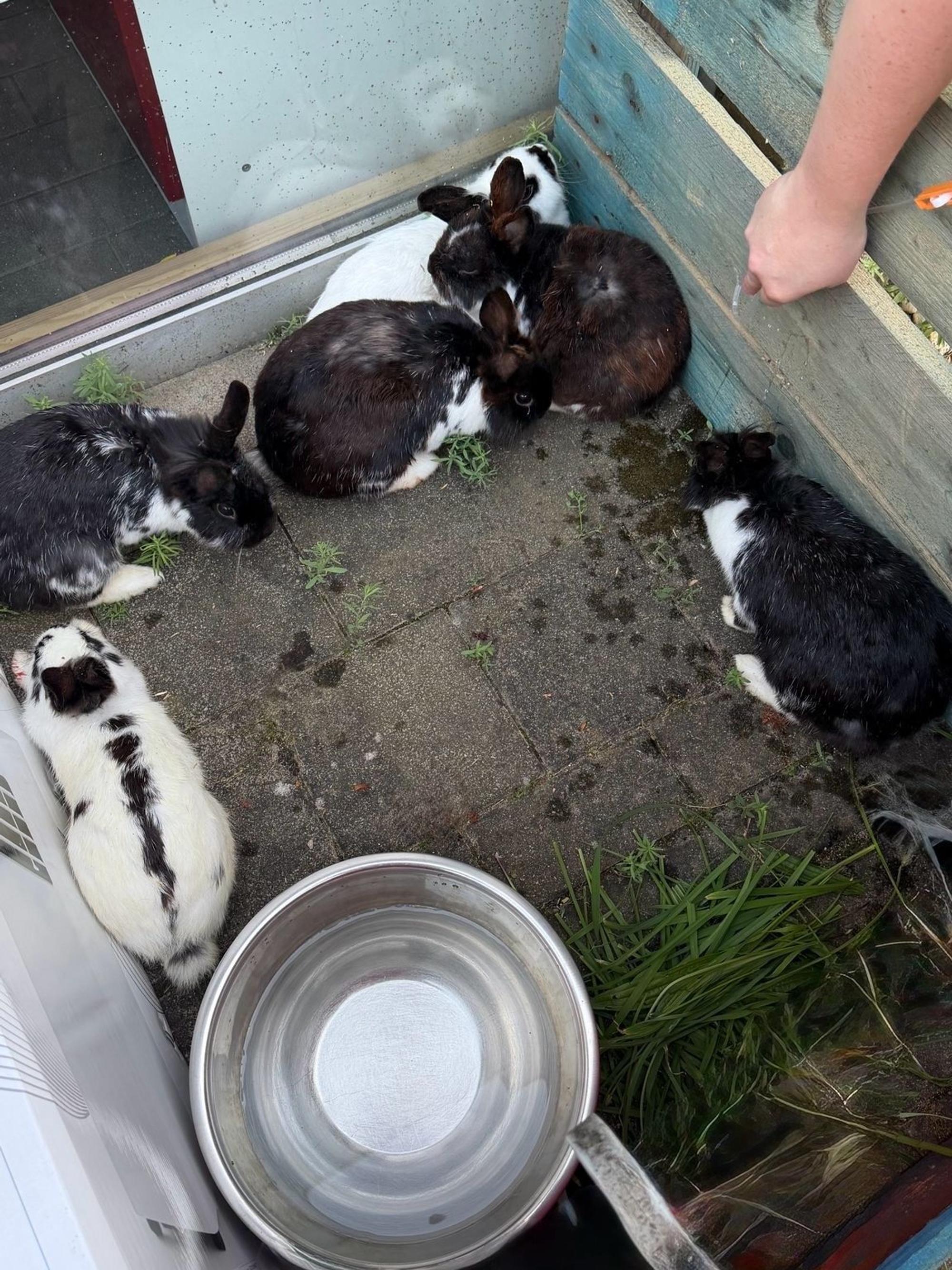 Zu sehen sind die sechs ausgesetzten Kaninchen.