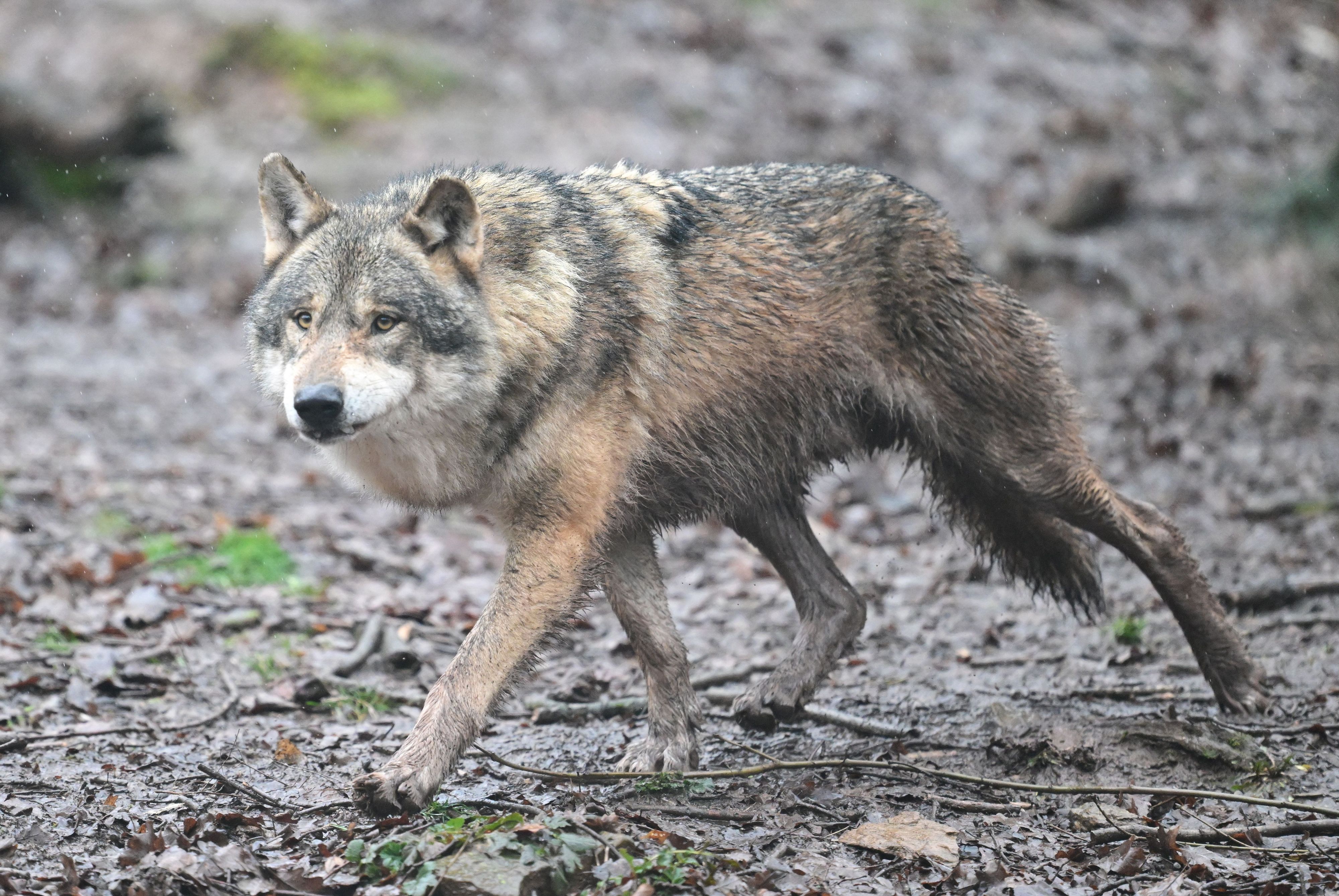 Ein Wolf läuft.