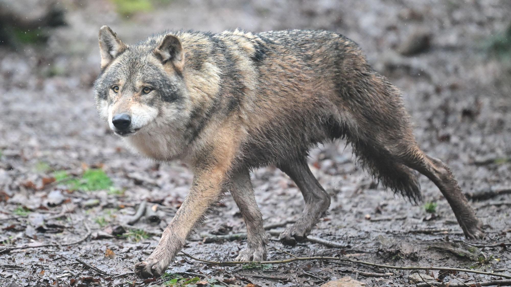 Ein Wolf läuft.