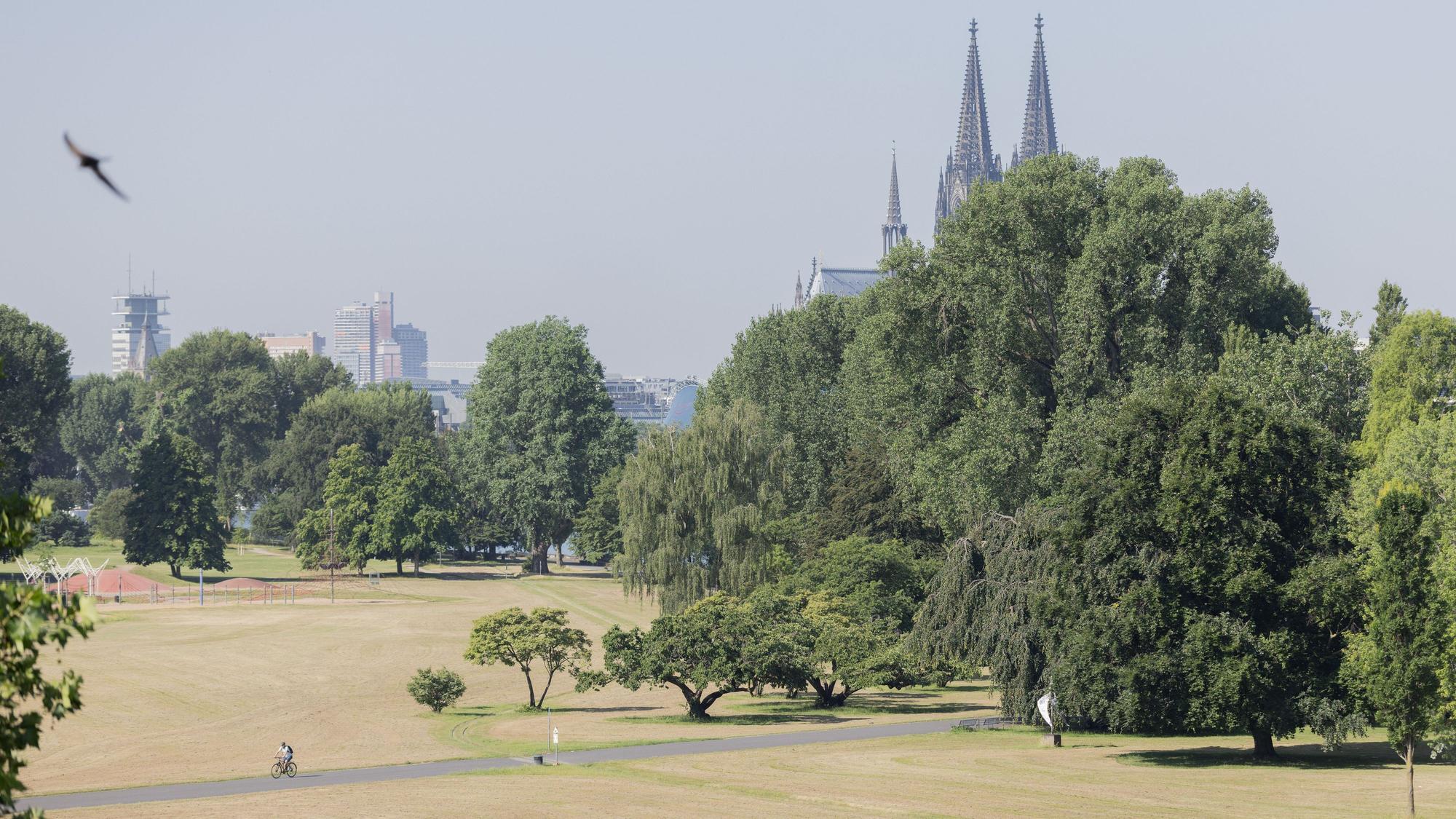 Köln: Ein Radfahrer fährt am Donnerstag (25. Juni) bei Hitze durch eine vertrocknete Wiese im Rheinpark.