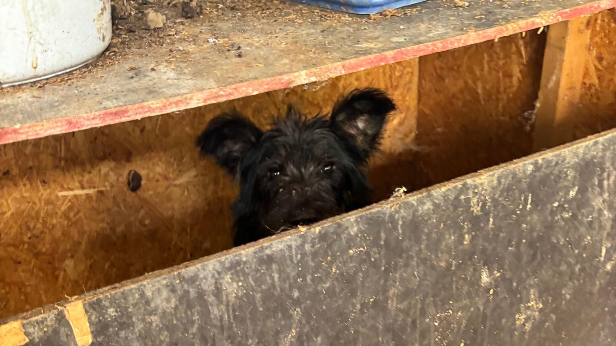 Ein Hund hatte sich in diesem Verschlag versteckt, als der Verein Team für Tiere Köln und das Tierheim Troisdorf im Juni die völlig verwahrlosten Hunde aus einem Messiehaus in Bornheim herausholten.