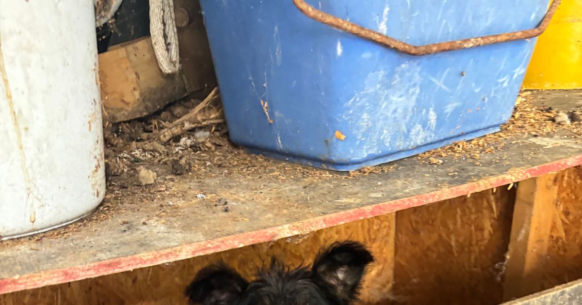 Feuerwehr musste Tür öffnen: Tierschützer retten 19 Hunde aus verdrecktem ...