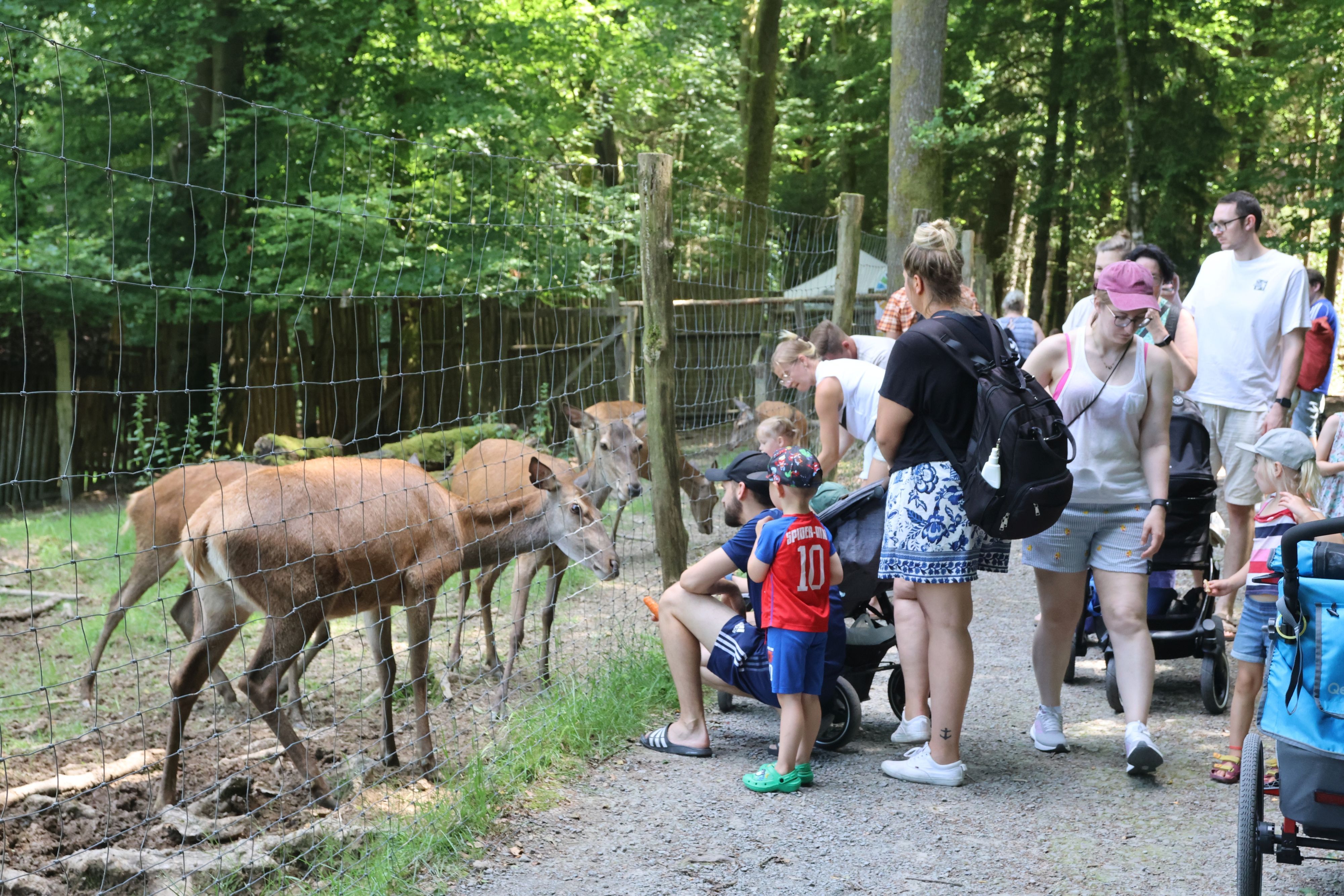 Gäste bestaunen das Rotwild