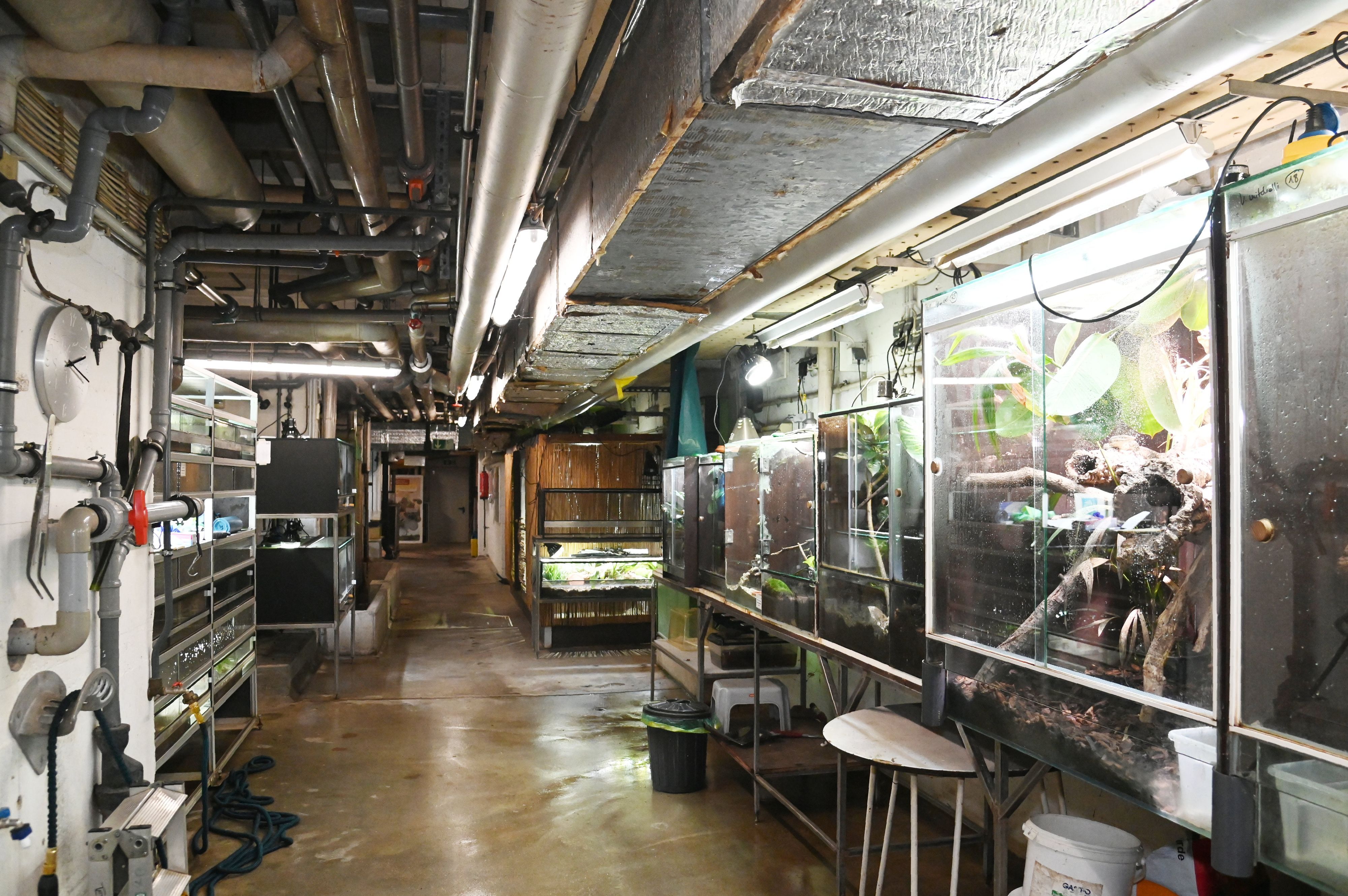 Blick in die Keller des Aquariums: Überall stehen Terrarien mit Tieren.