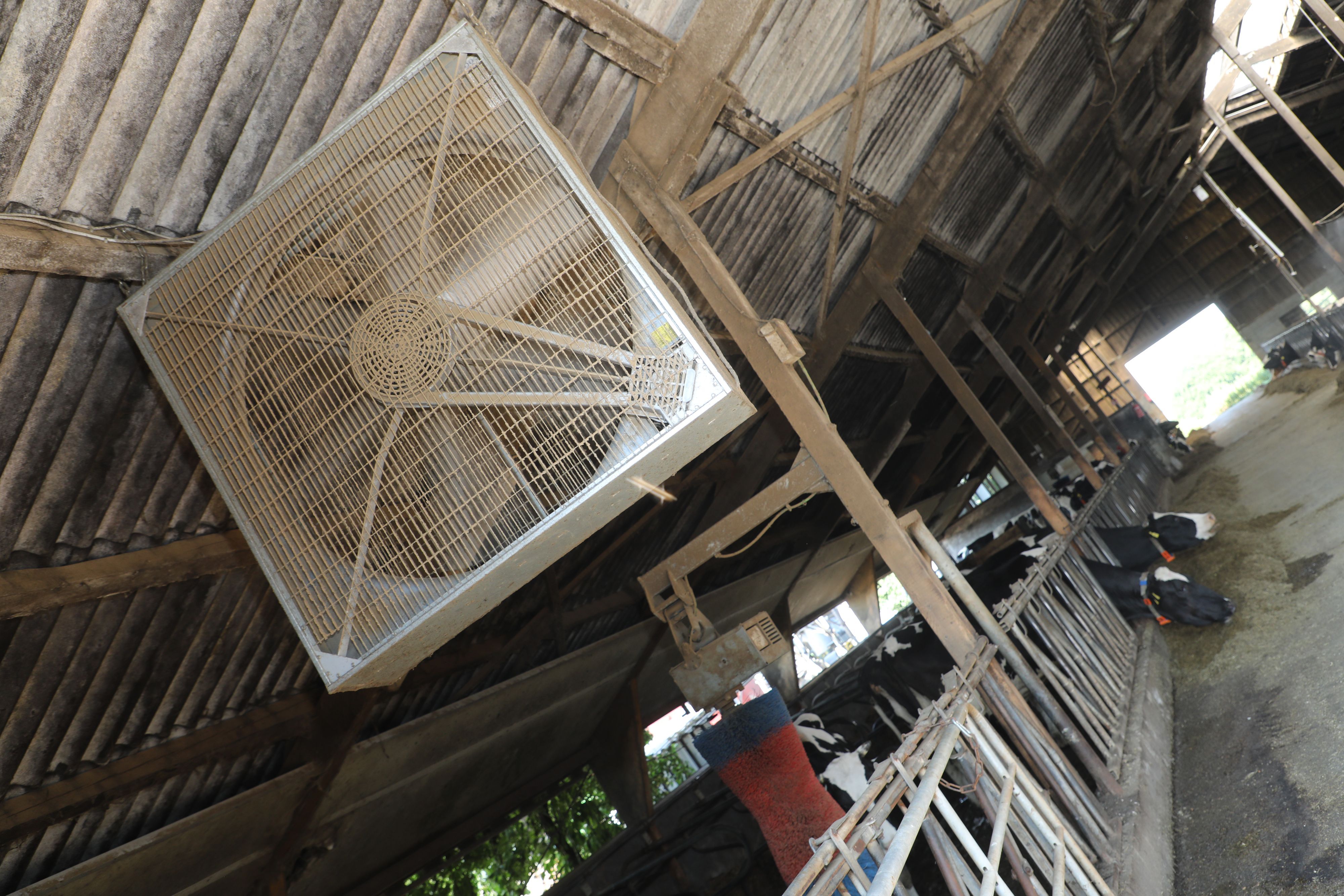 Ein großer Ventilator hängt unter der Decke des Freilaufstalls auf dem Westerhof bei Overath.